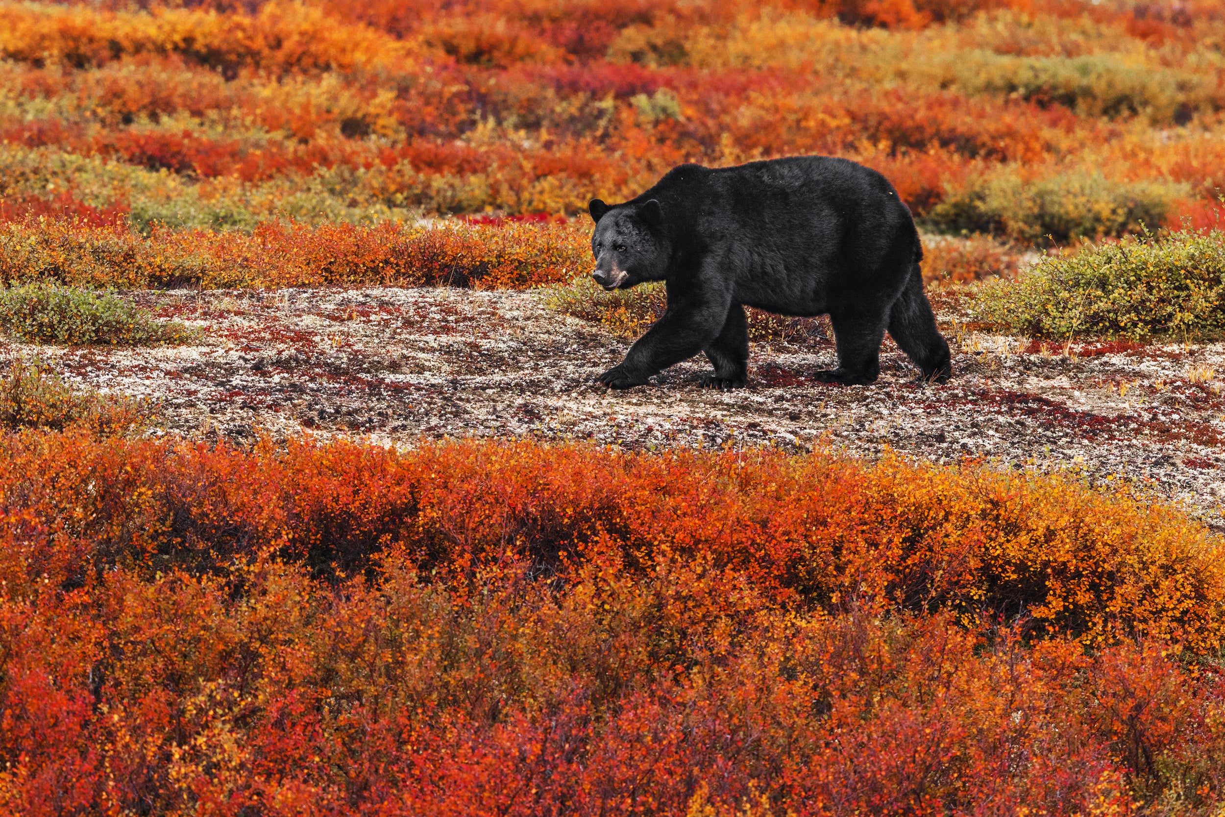 Black Bear 031