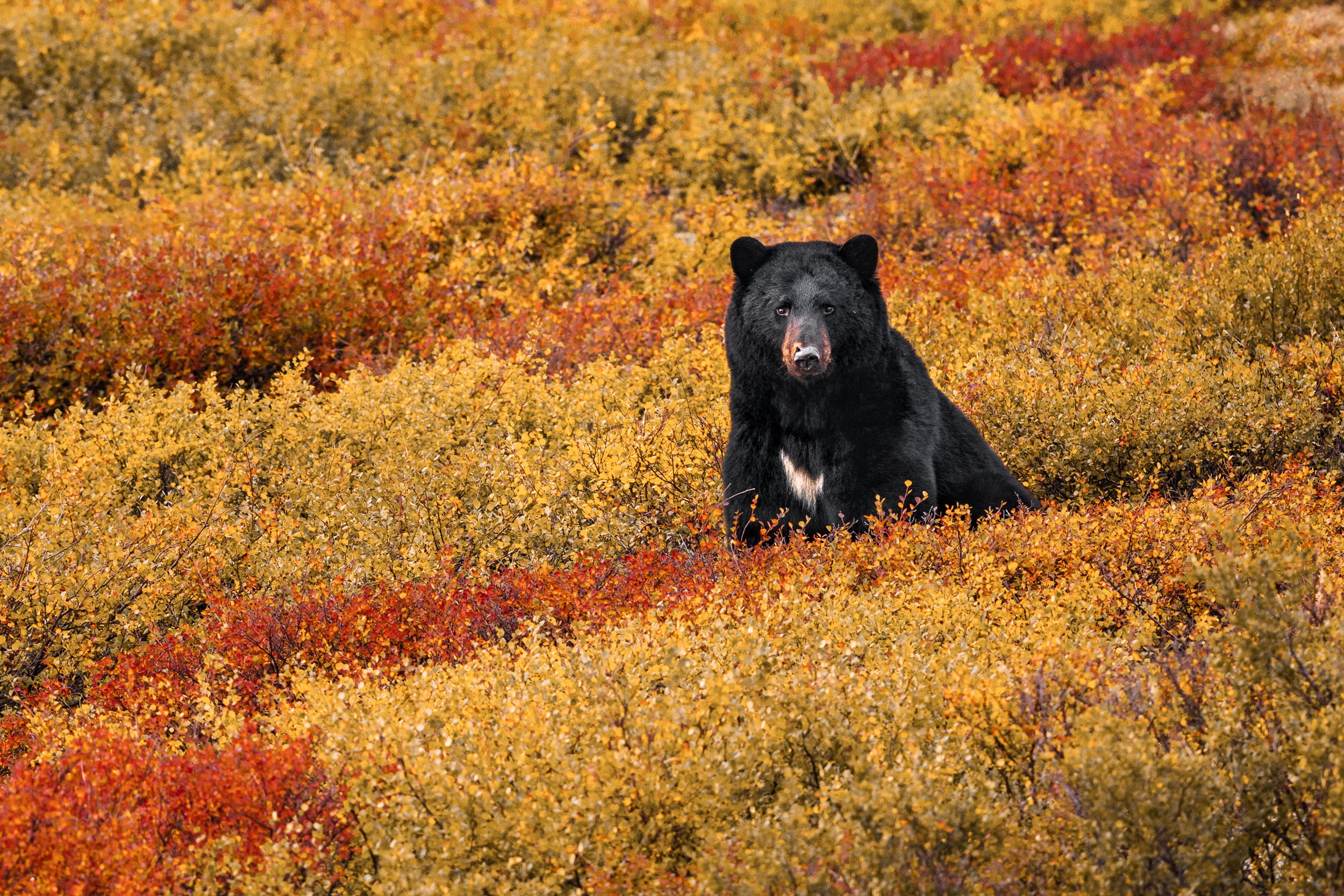 Black Bear 032