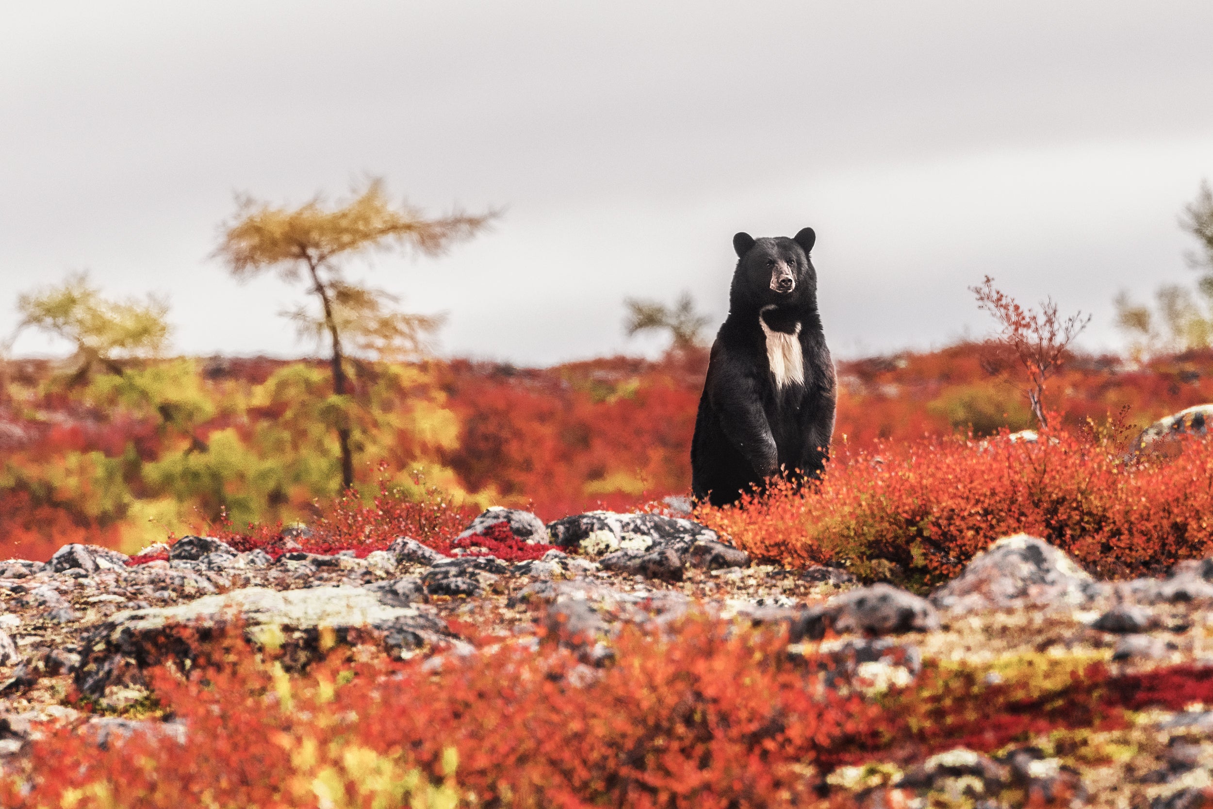 Black Bear 033