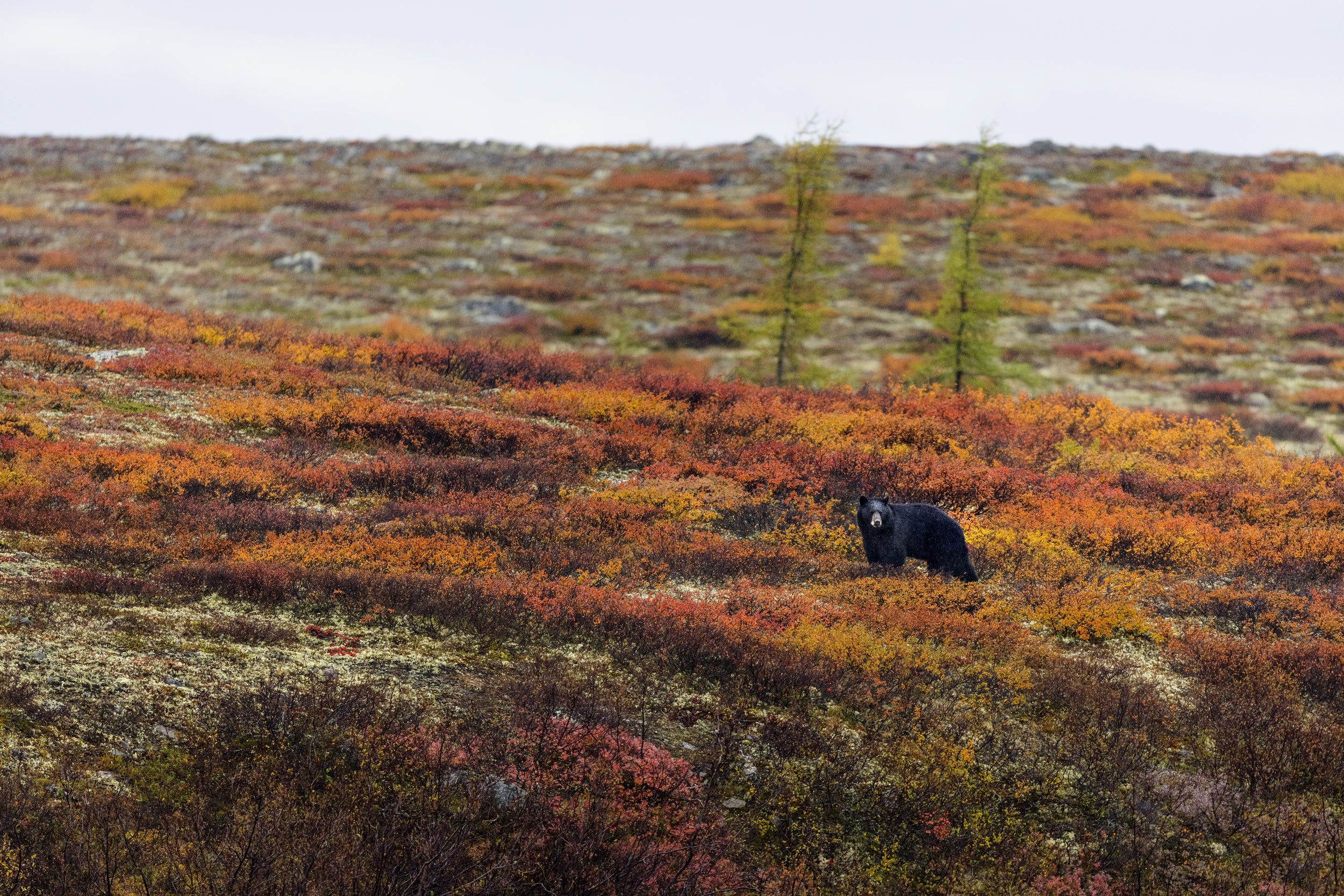 Black Bear 034