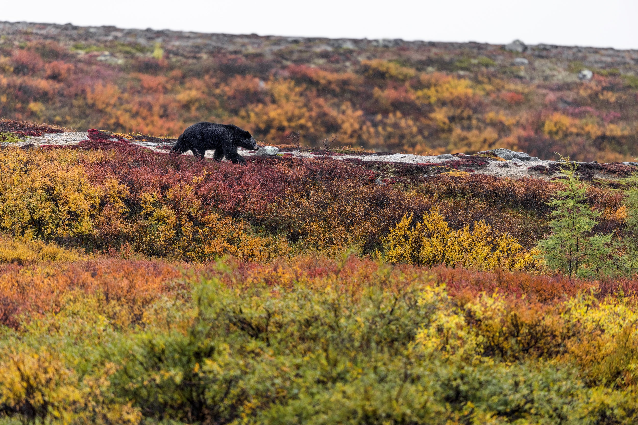 Black Bear 035