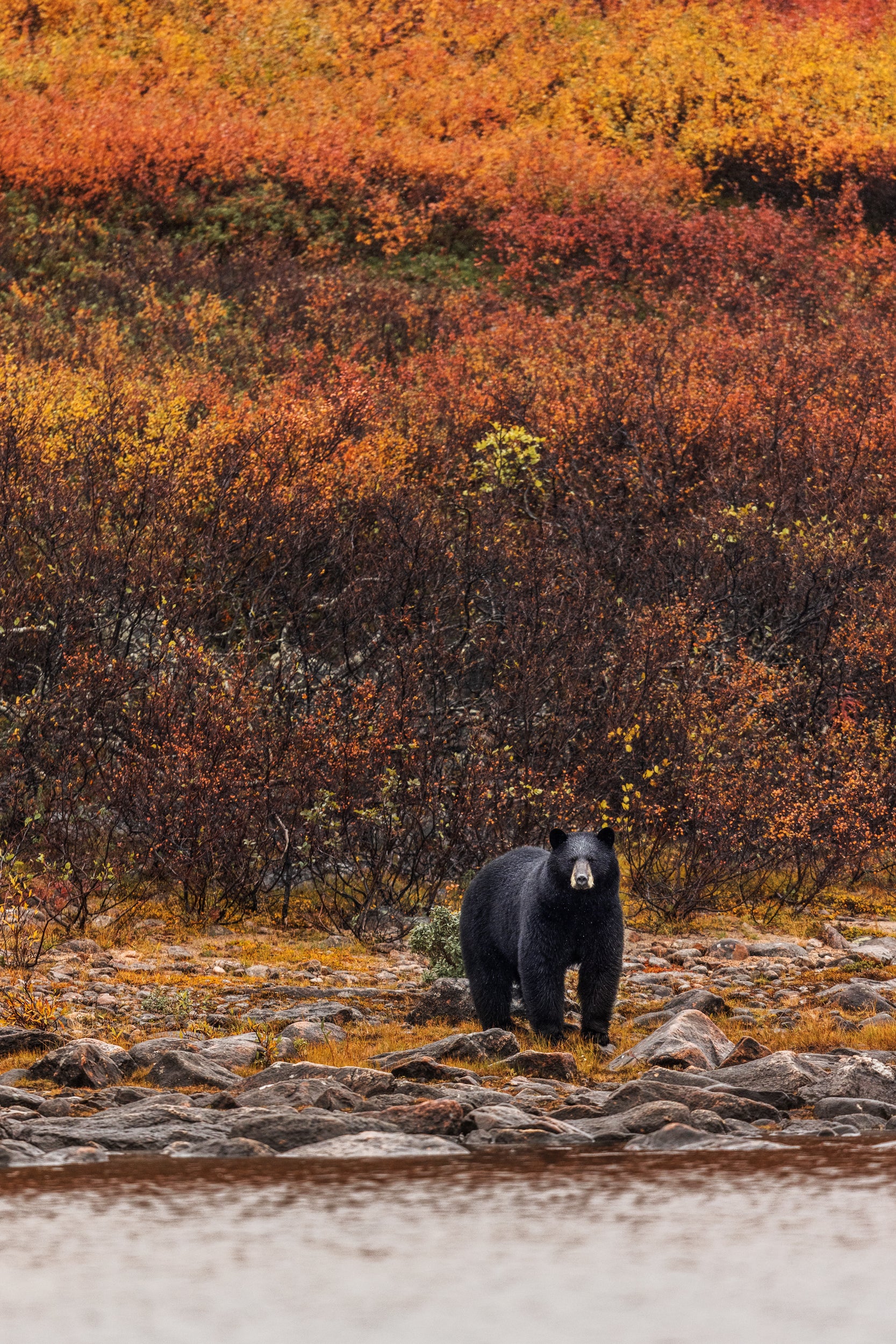 Black Bear 036