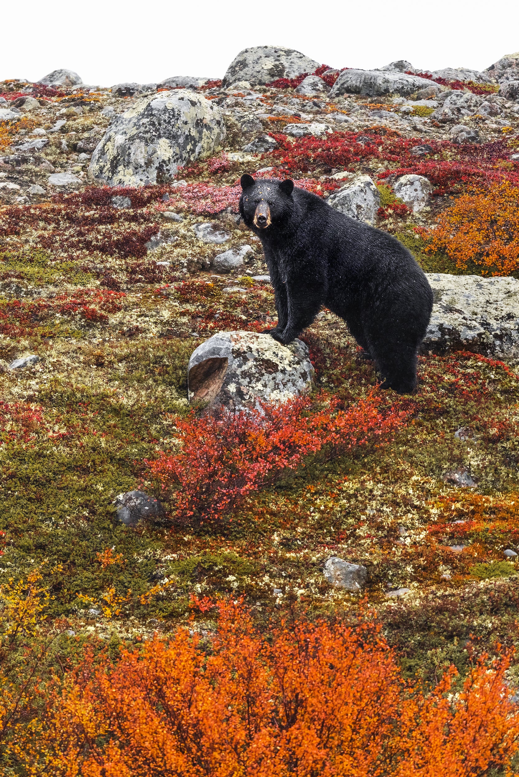 Black Bear 037