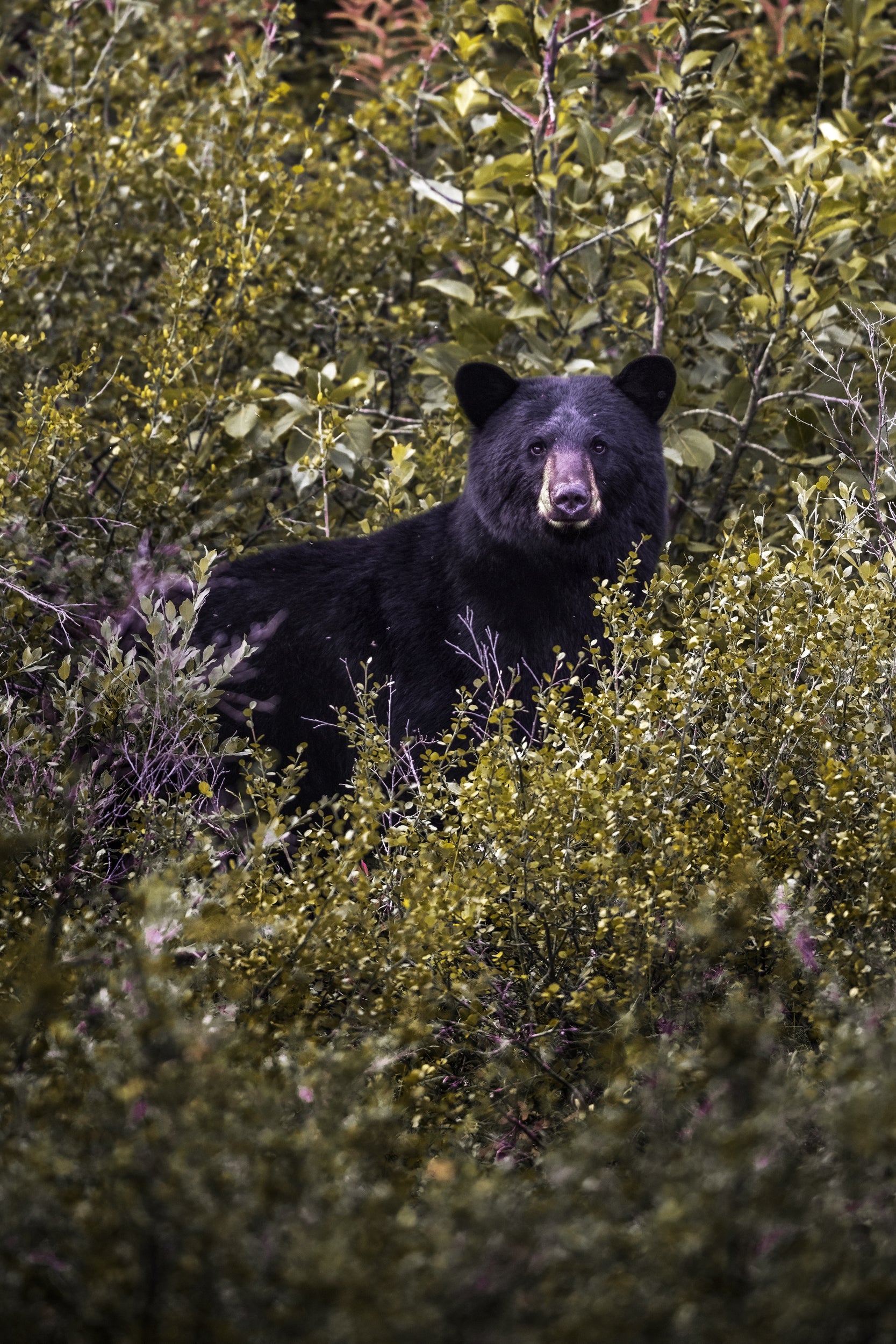 Black Bear 039