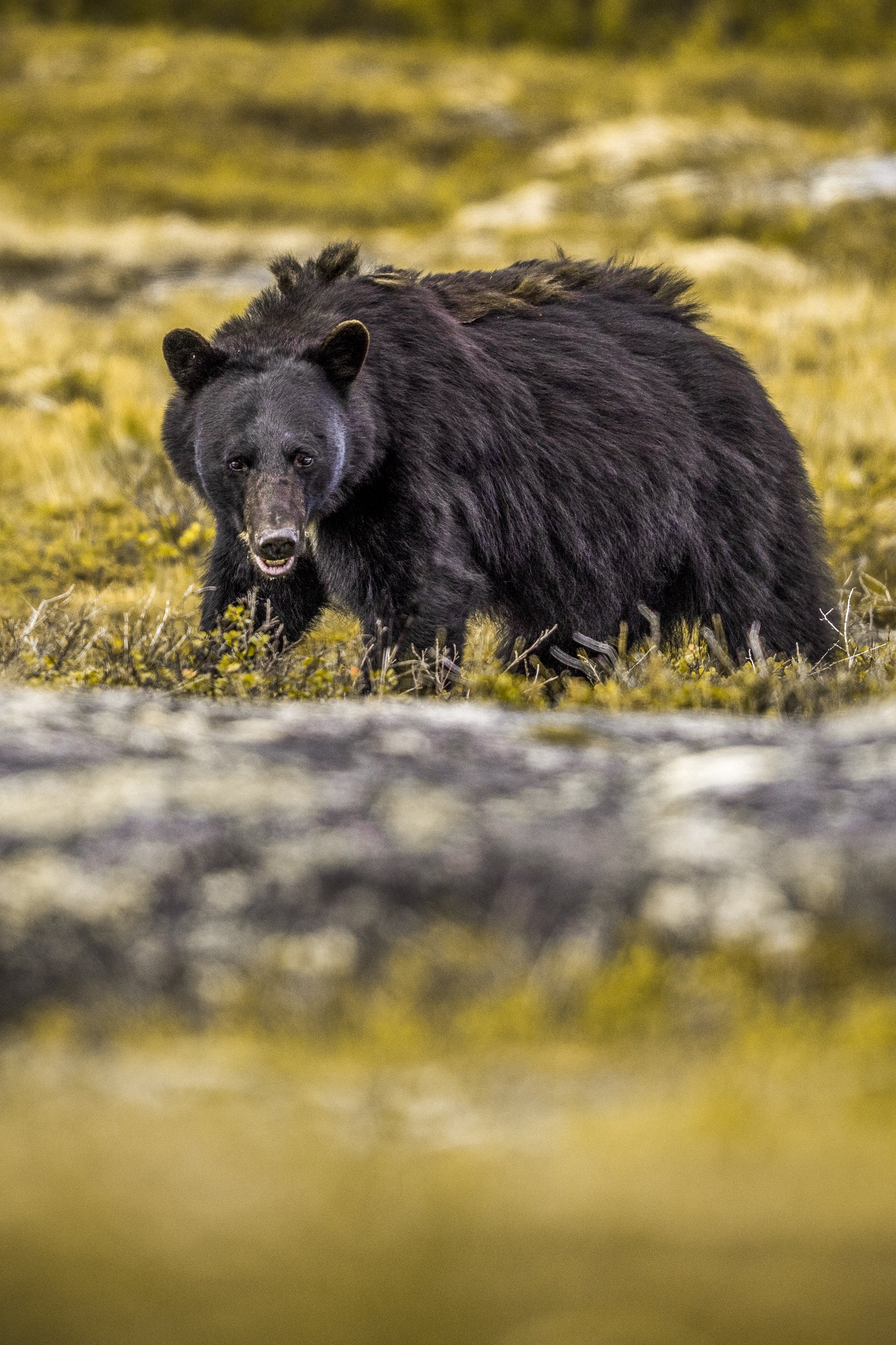 Black Bear 041