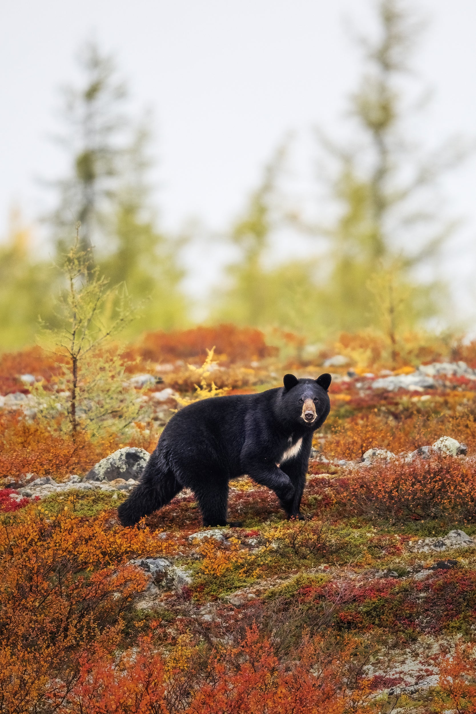 Black Bear 042