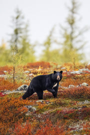 Black Bear 042