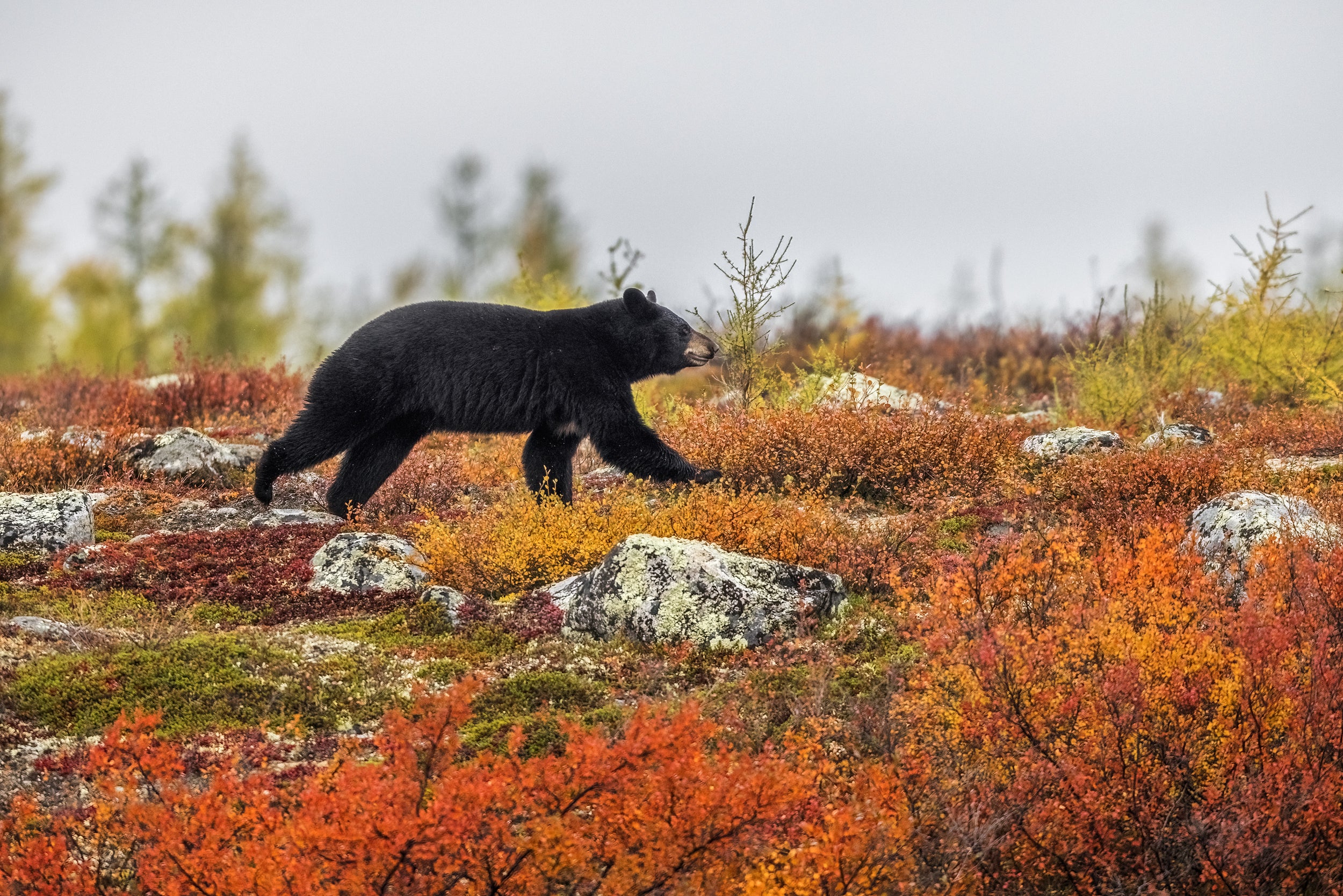 Black Bear 043
