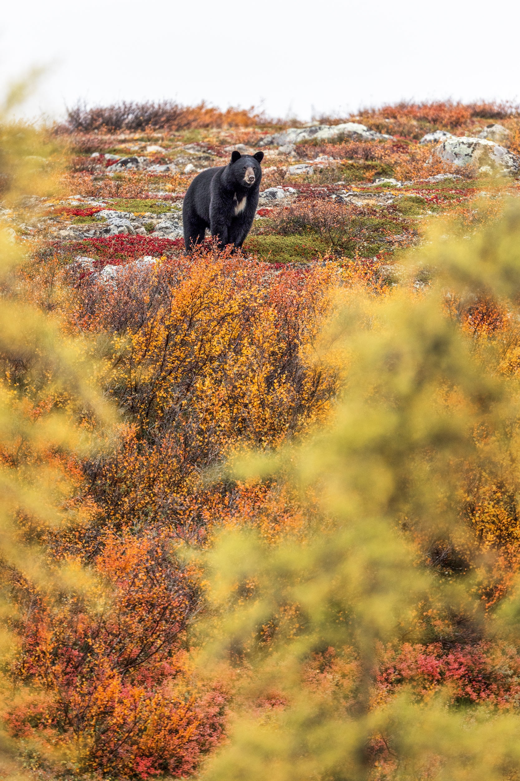 Black Bear 044