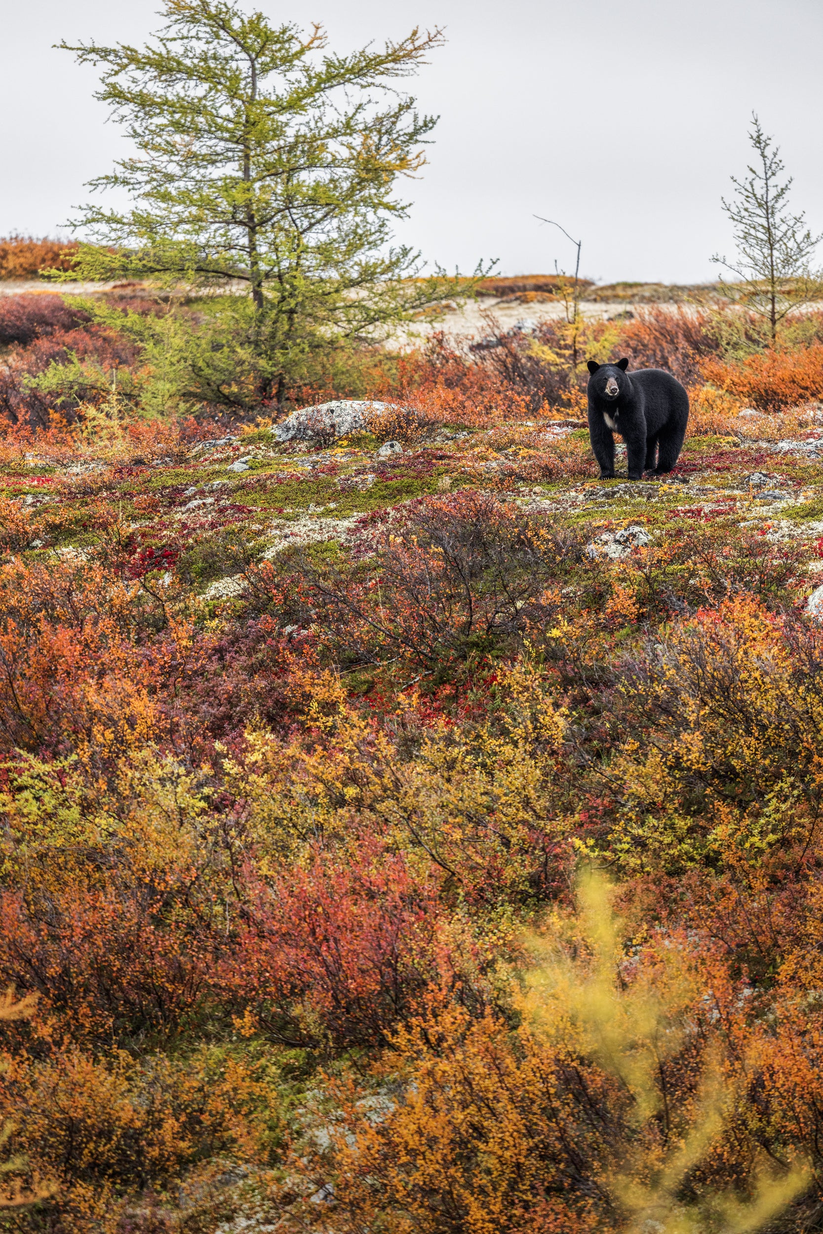 Black Bear 045