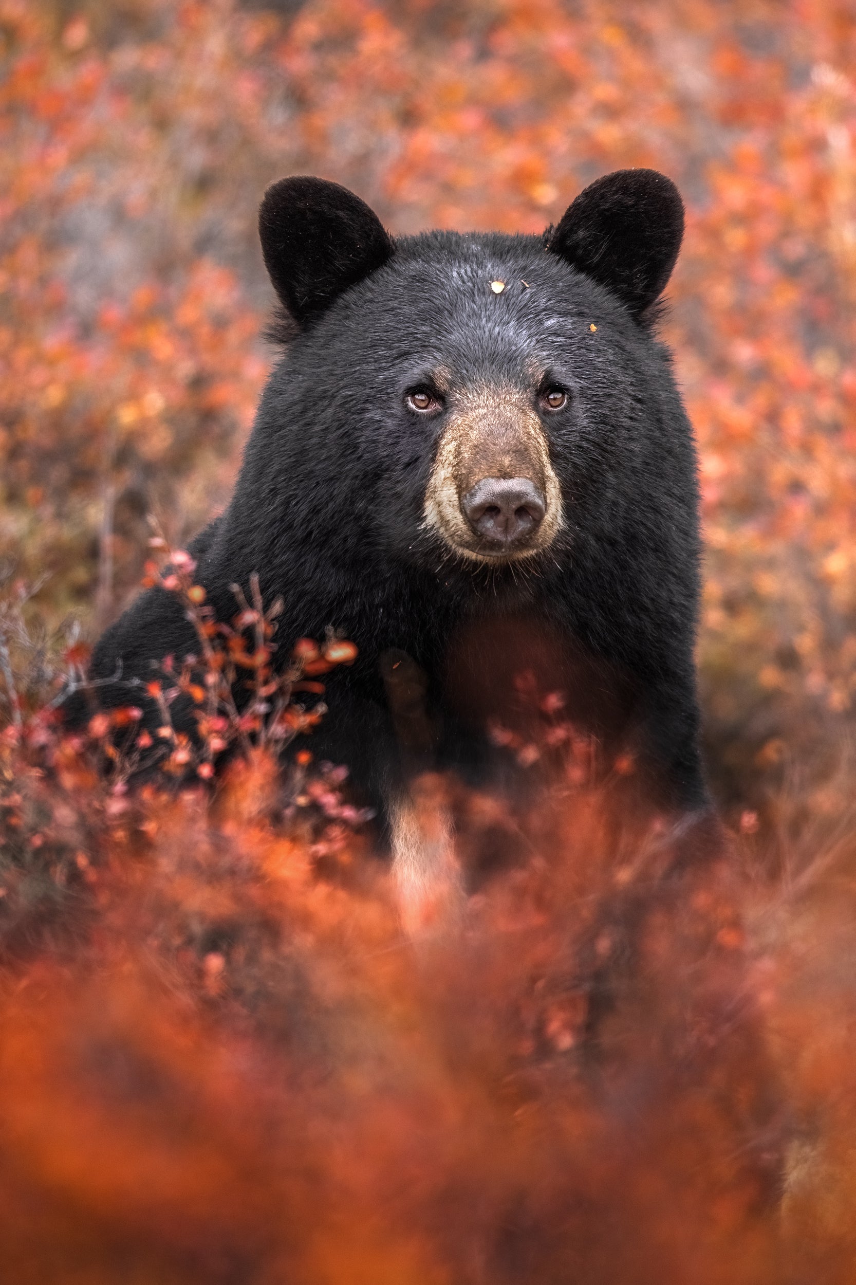 Black Bear 046