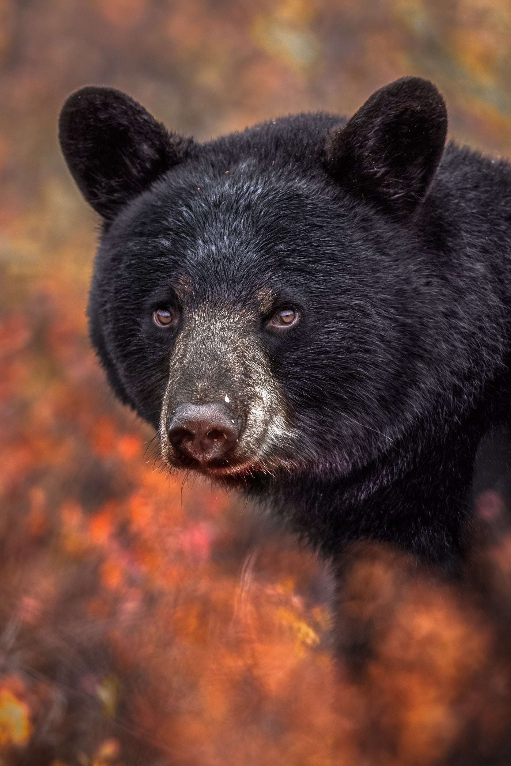 Black Bear 047