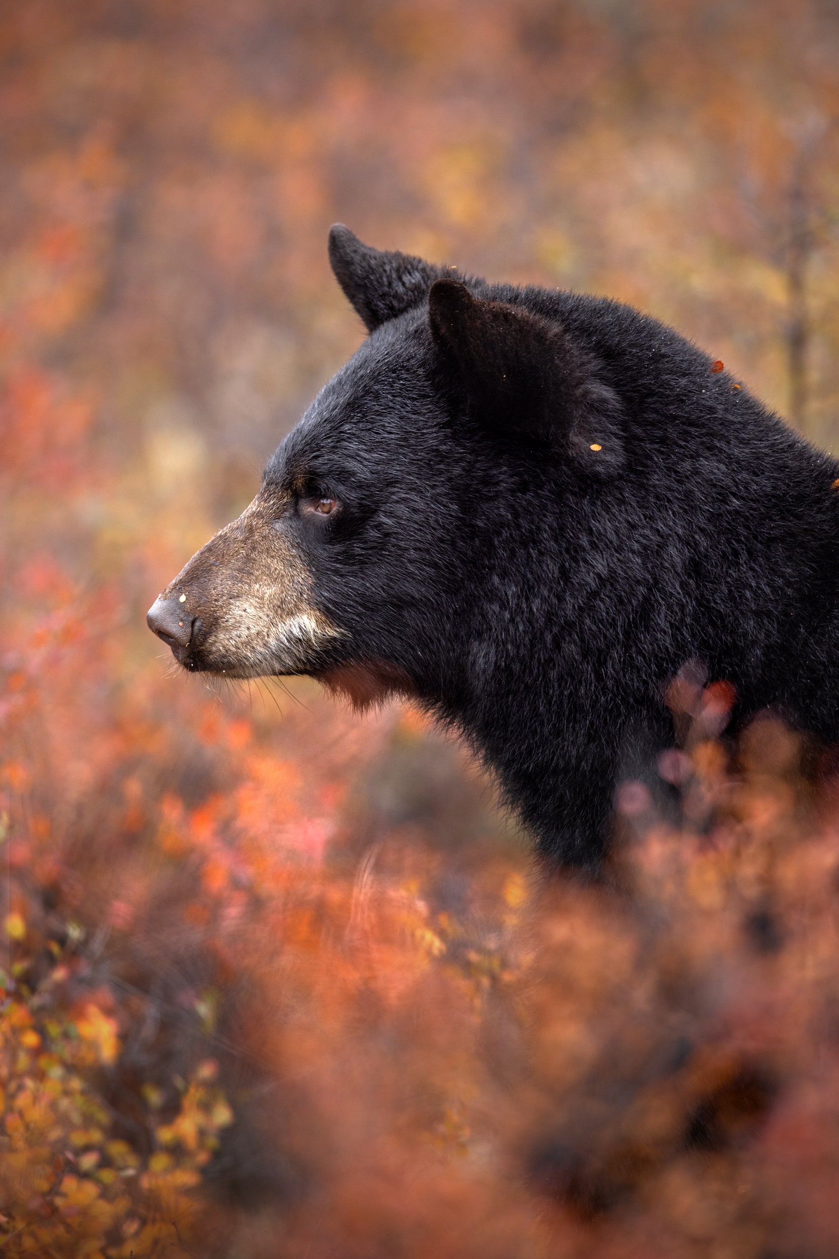 Black Bear 048