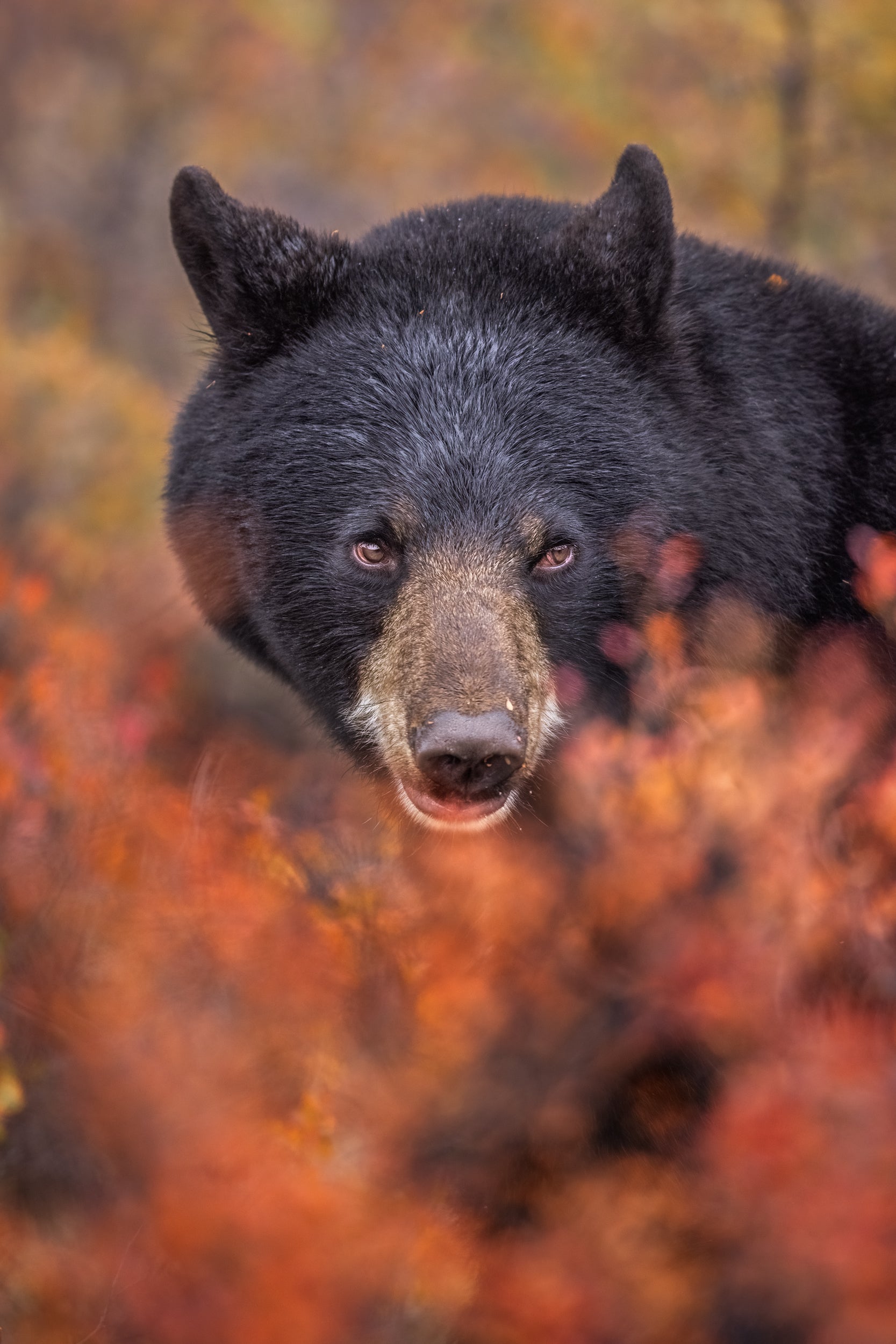 Black Bear 049