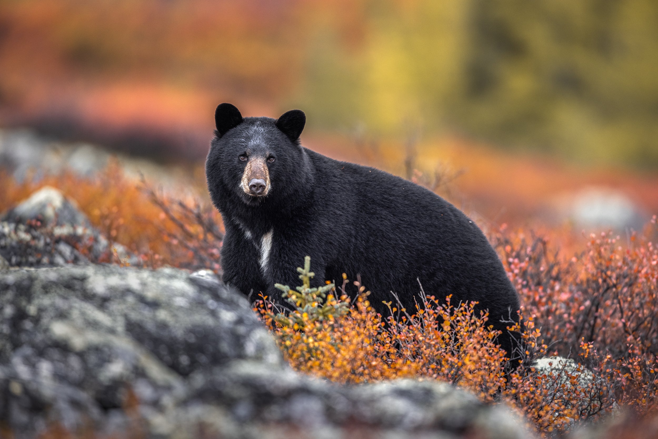 Black Bear 051