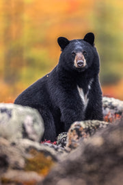 Ours noir 053