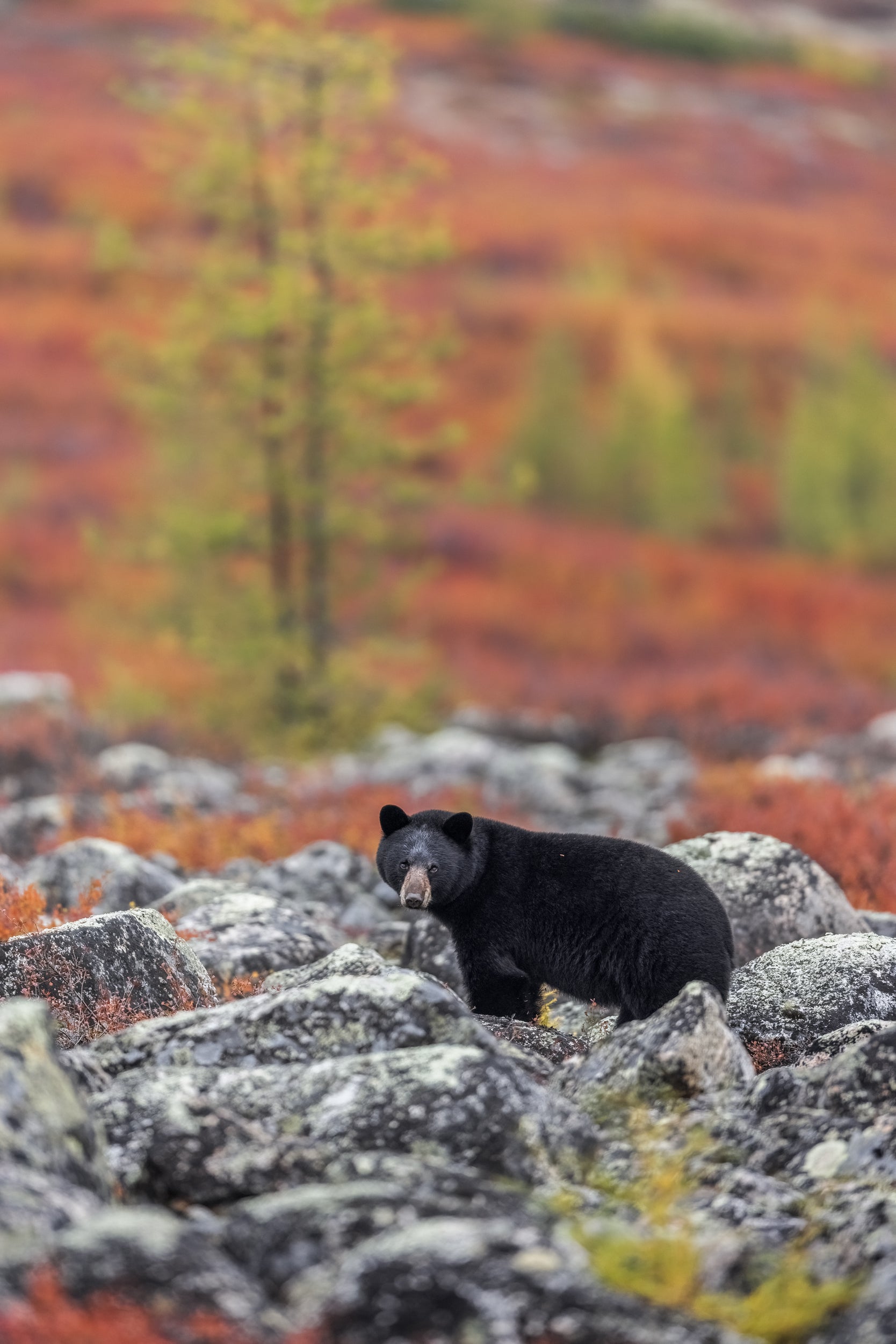 Black Bear 054