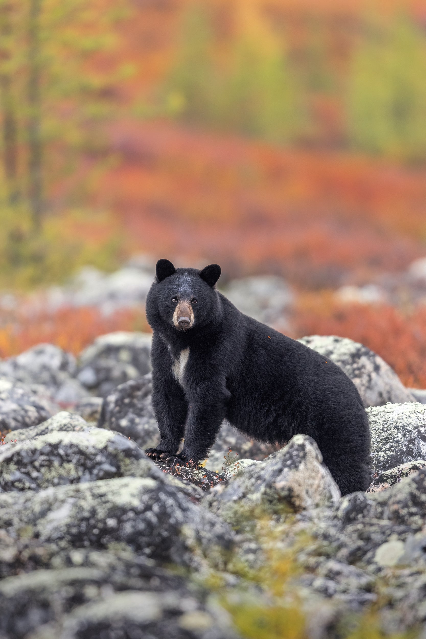 Black Bear 055
