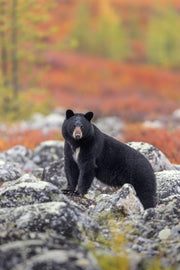 Black Bear 055