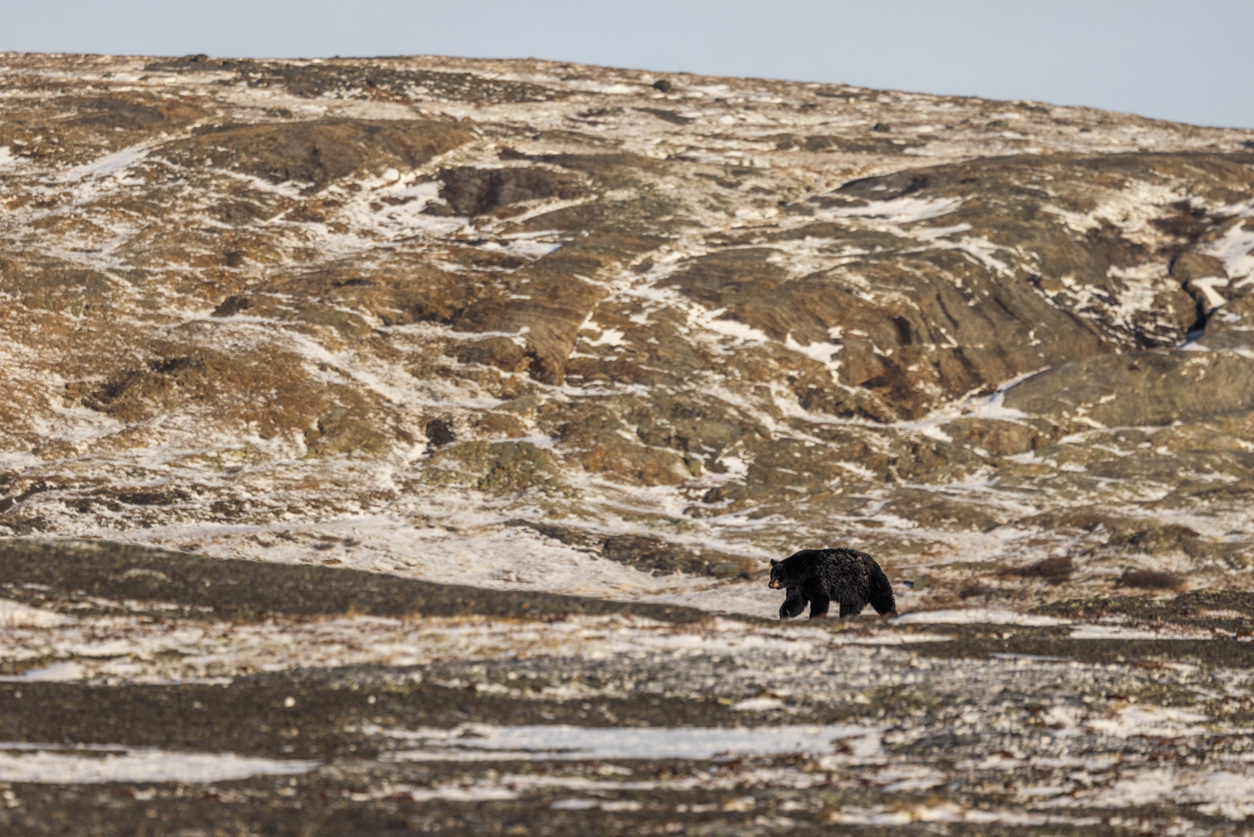 Black Bear 056