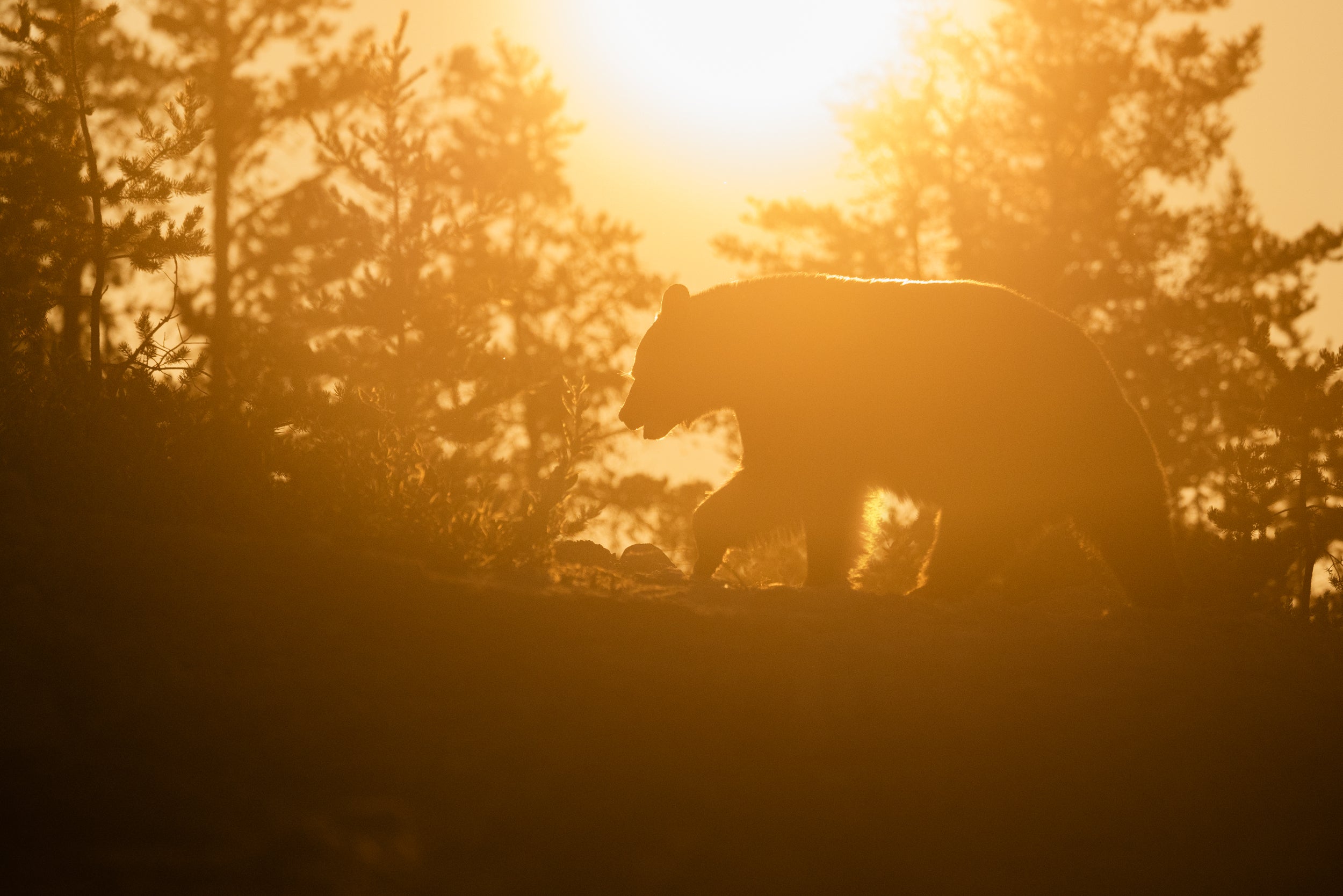 Black Bear 058