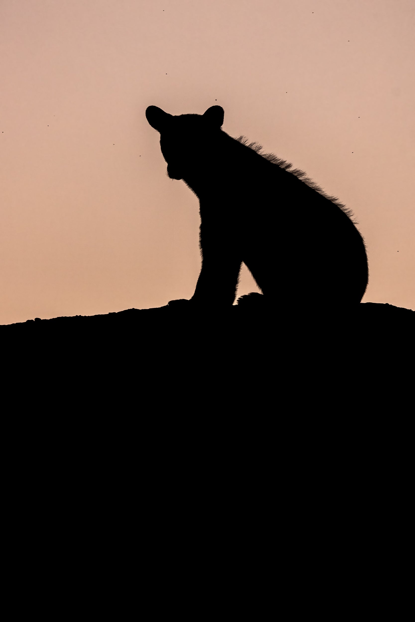 Black Bear 060