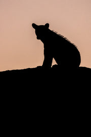 Black Bear 060