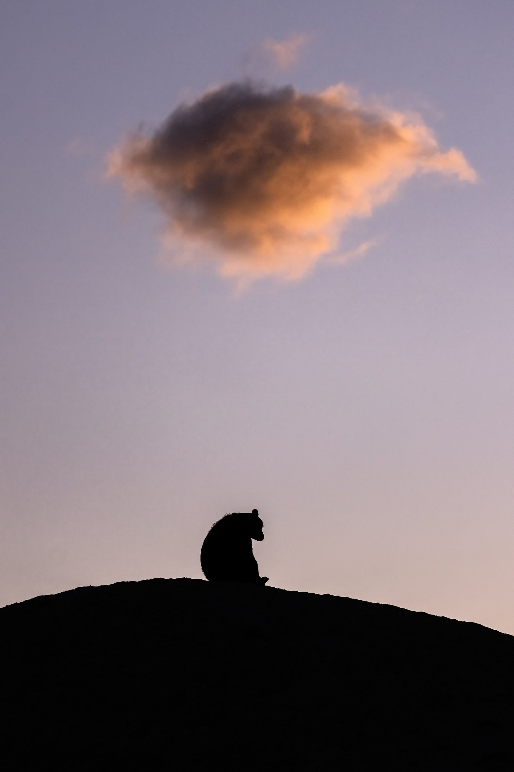 Black Bear 062