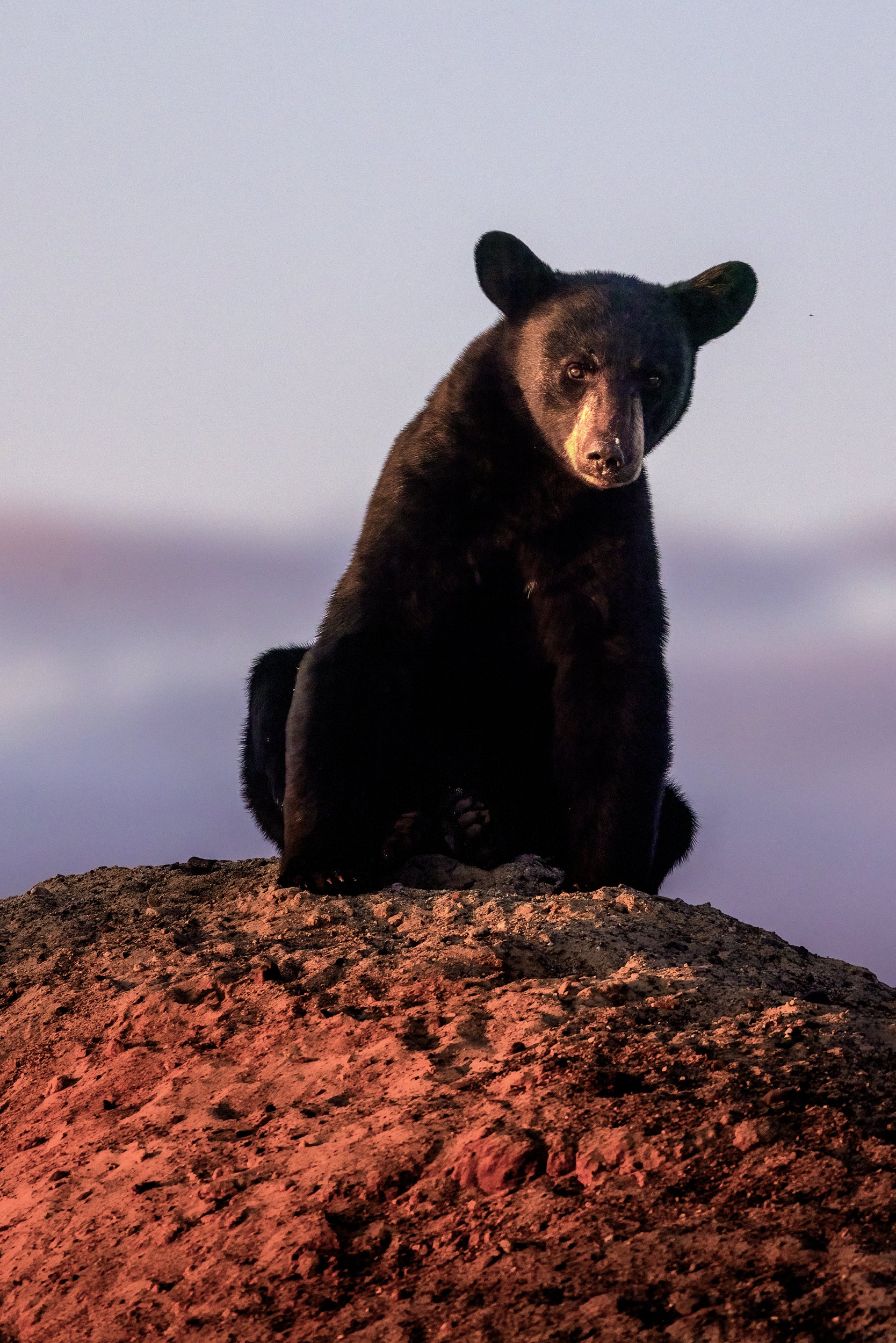 Black Bear 064