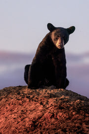 Black Bear 064