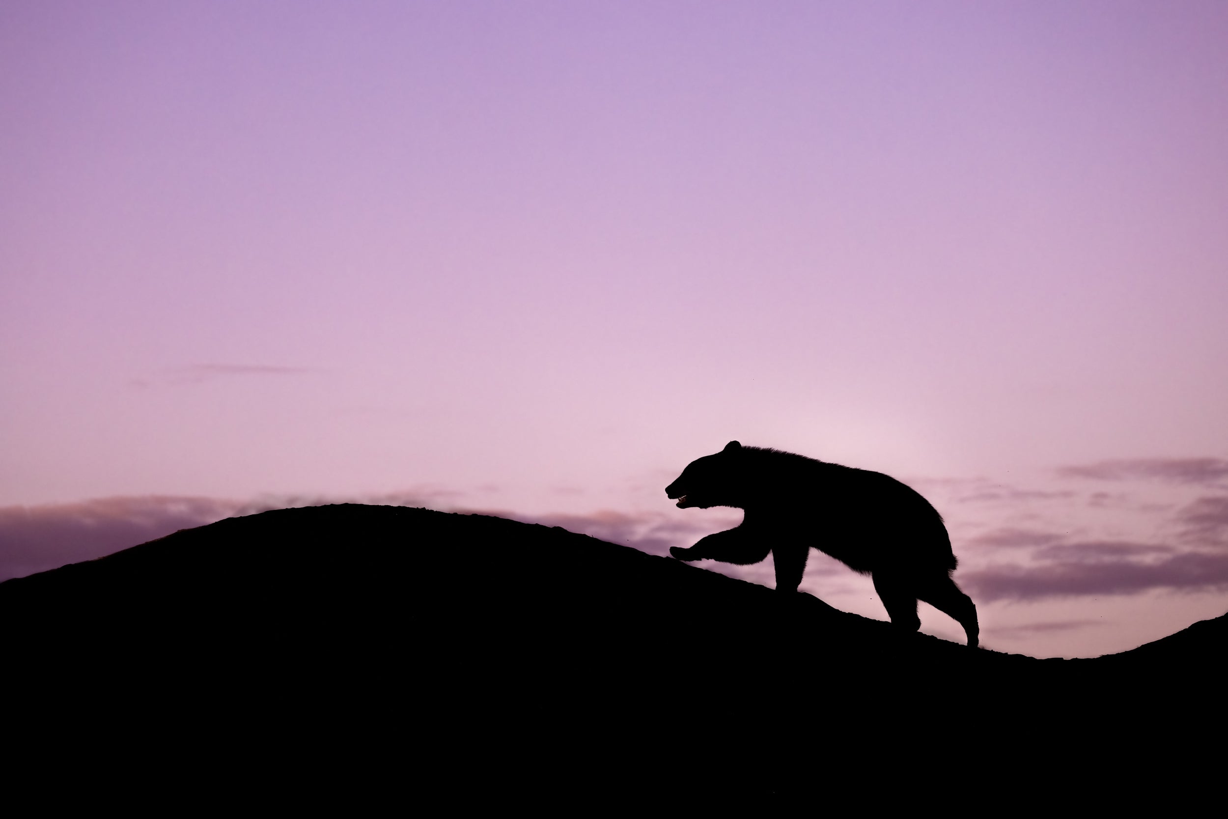 Black Bear 065