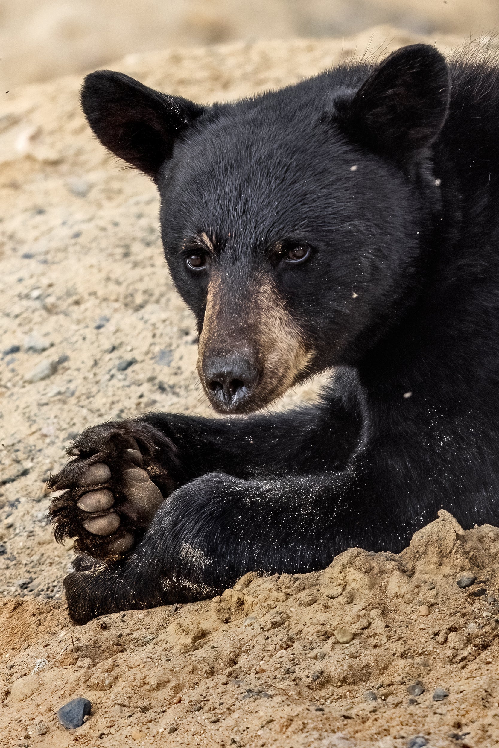 Black Bear 069