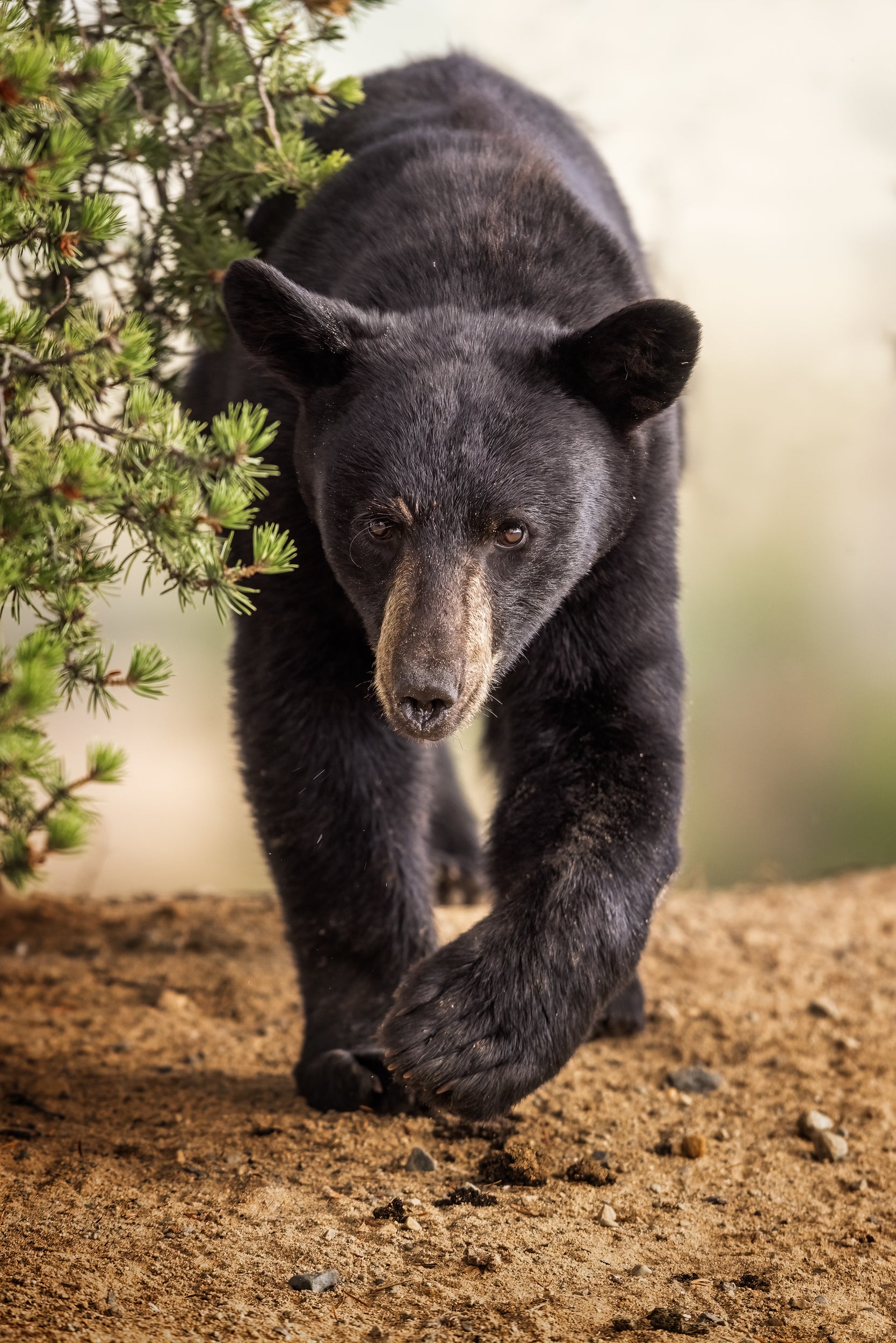 Black Bear 071