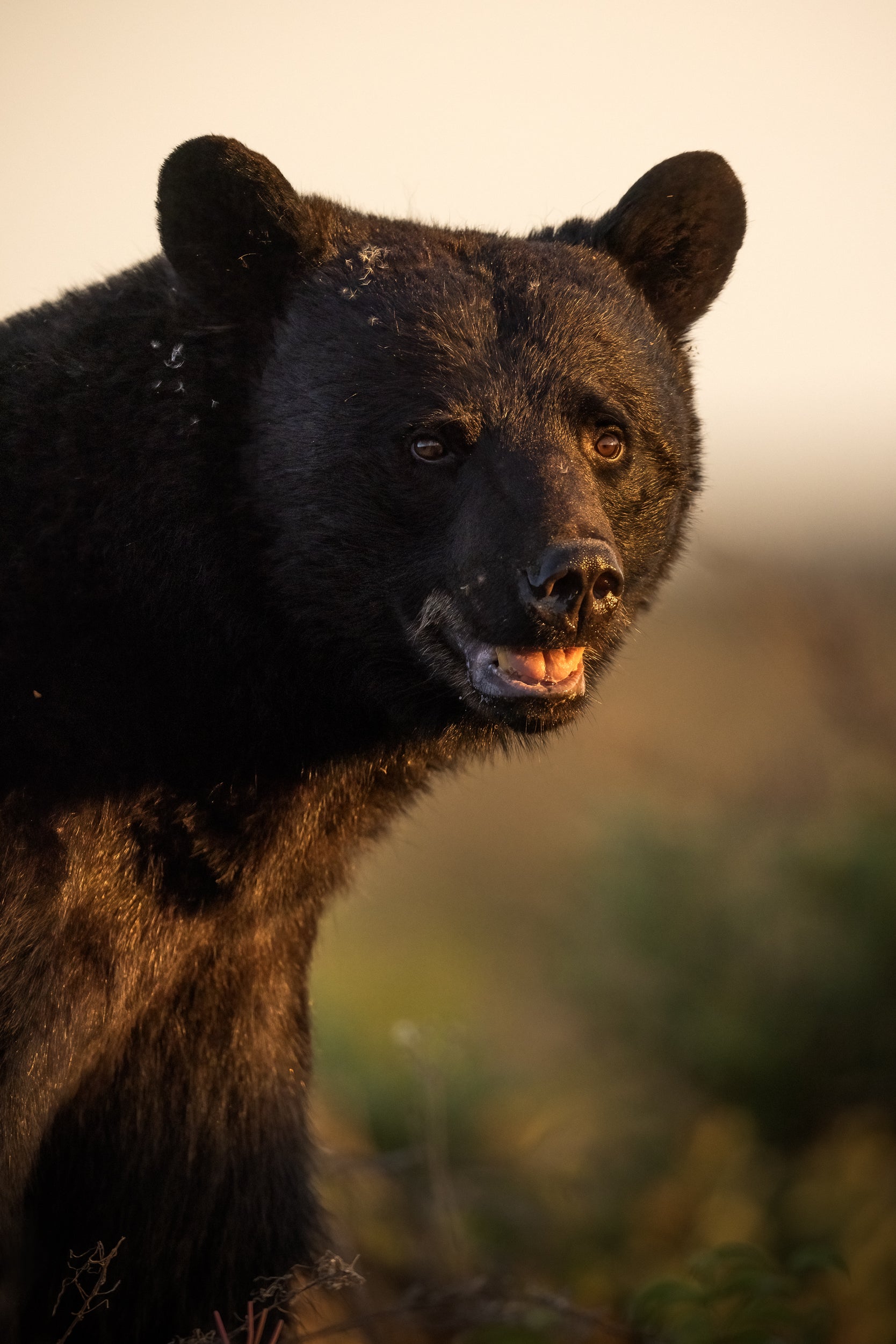 Black Bear 072