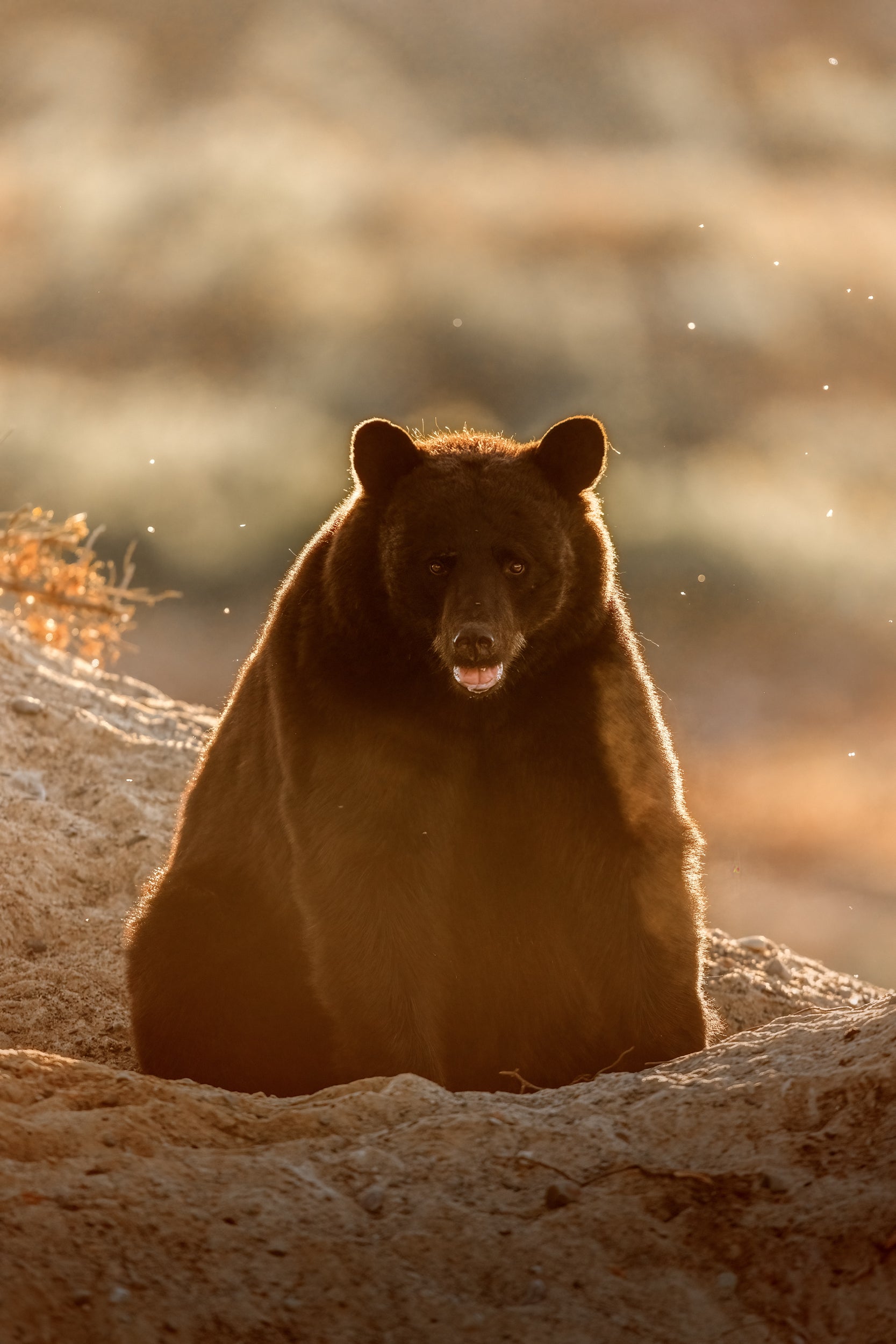 Black Bear 074