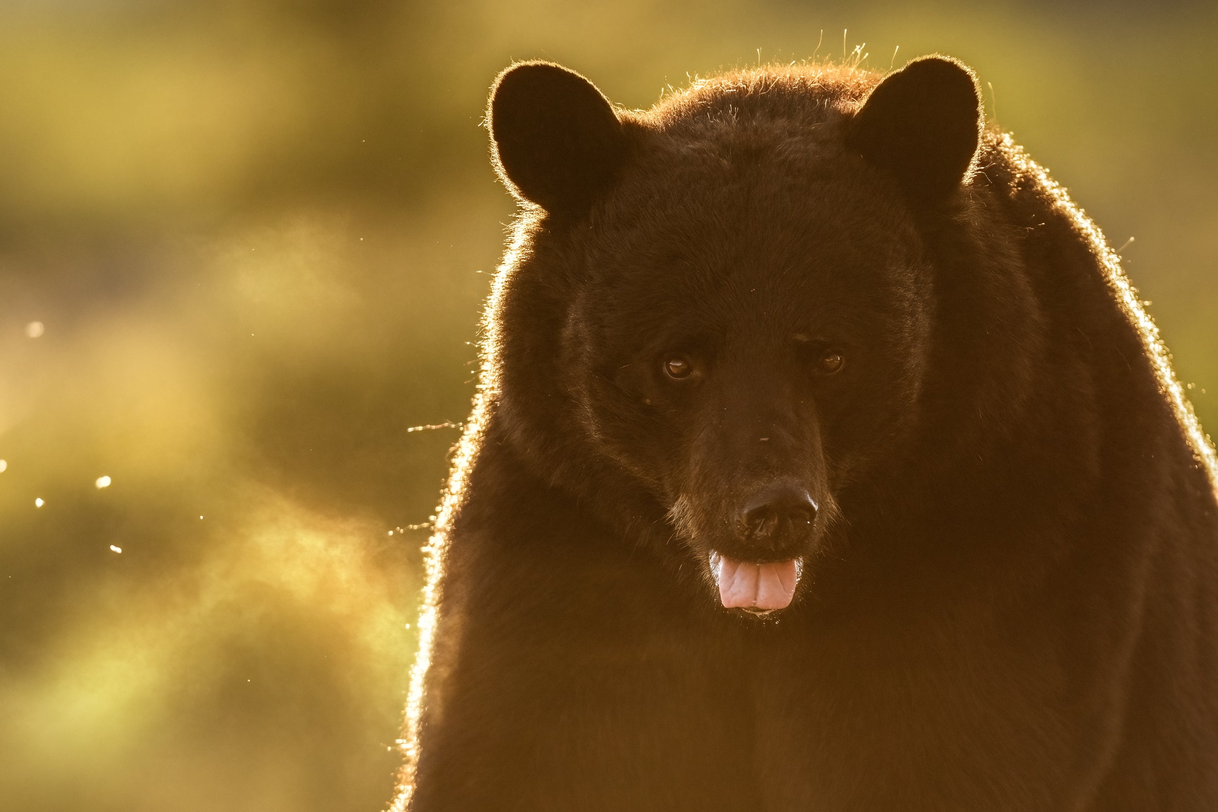 Black Bear 075