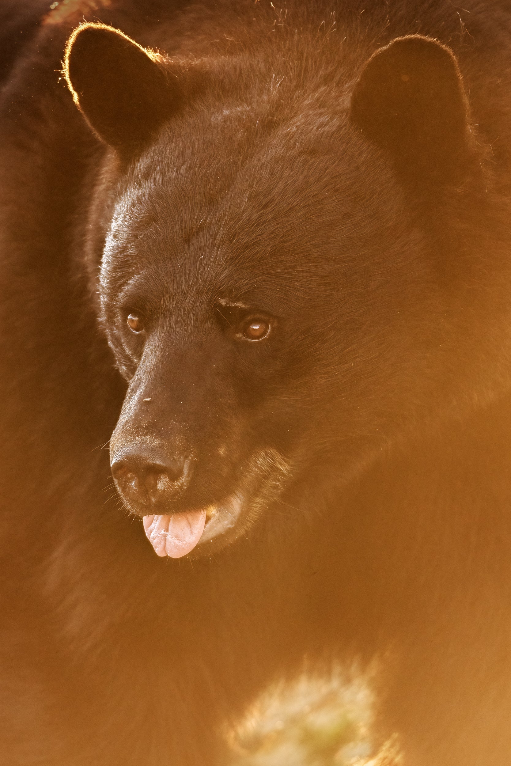 Black Bear 076