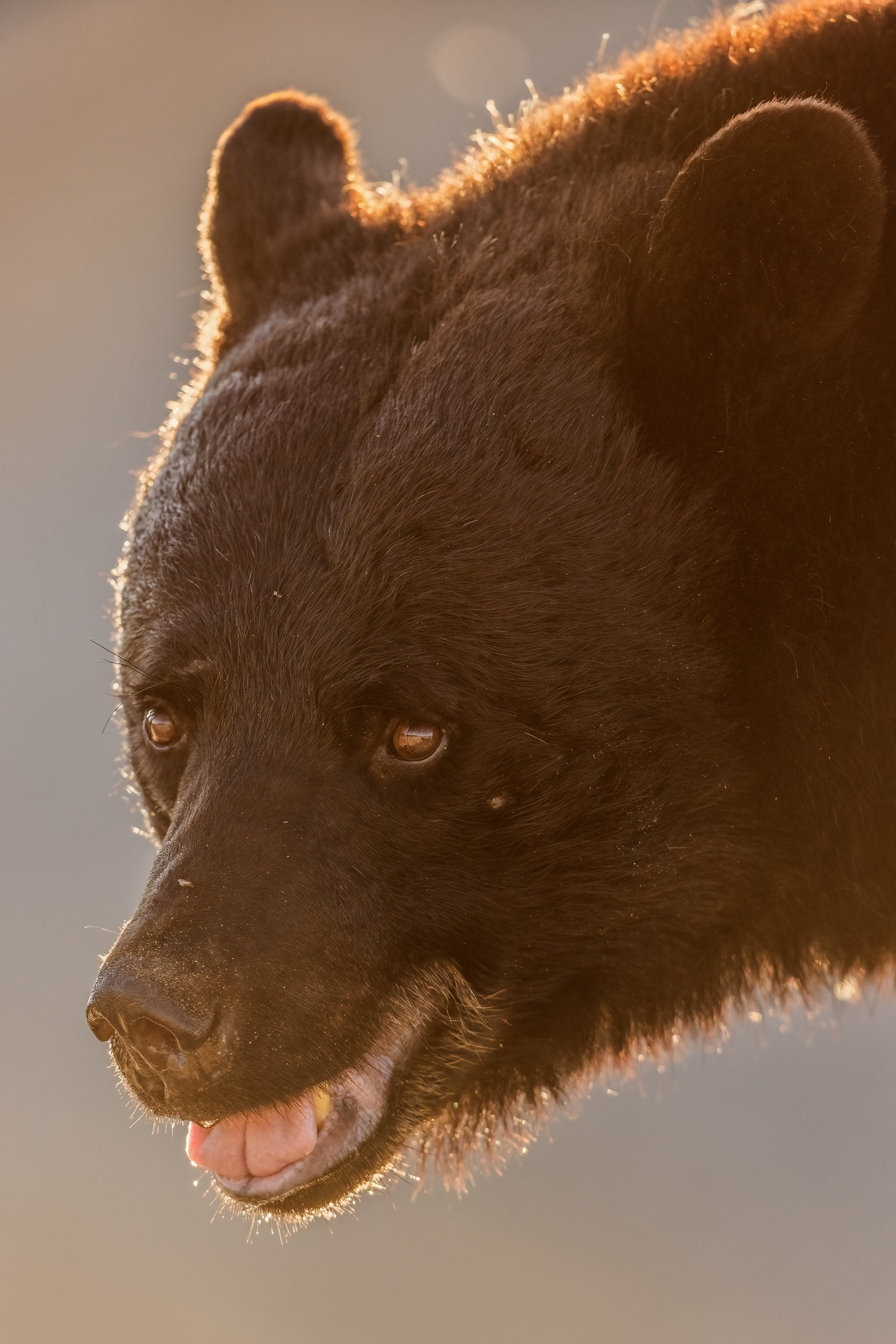 Black Bear 077