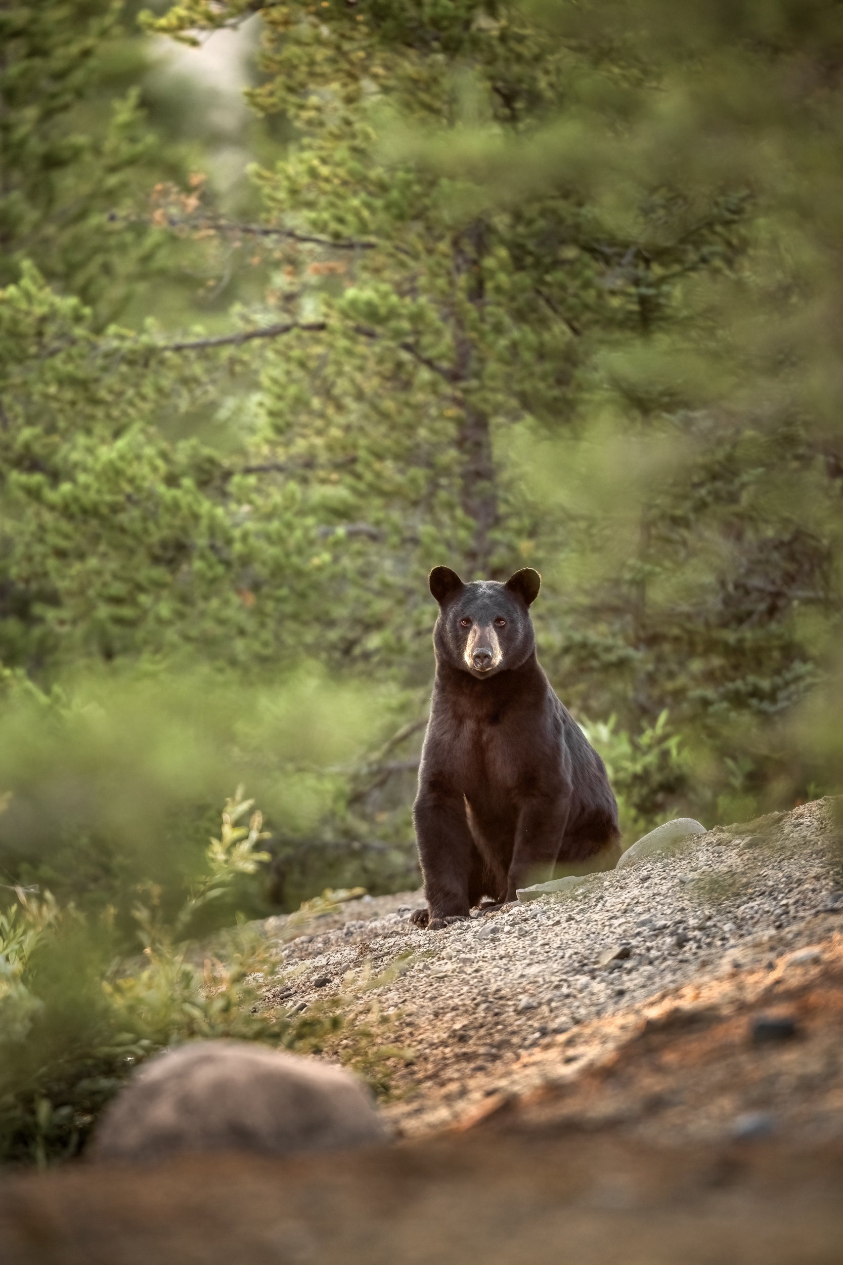 Black Bear 078