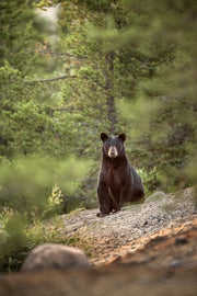Black Bear 078