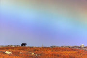 Black Bear 079
