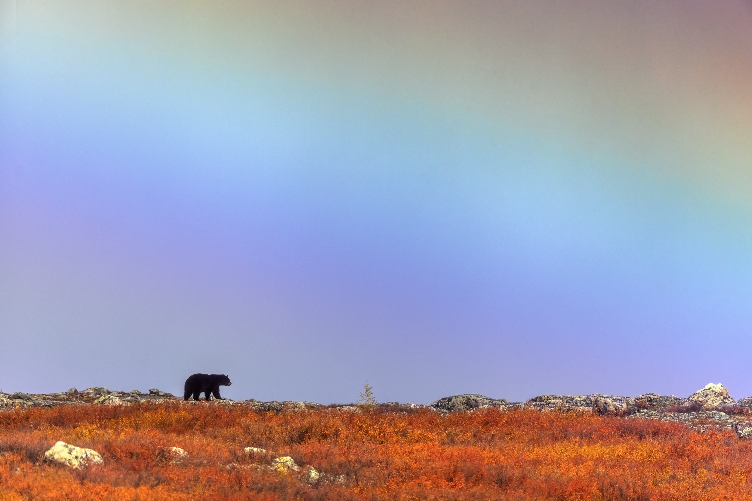 Black Bear 079