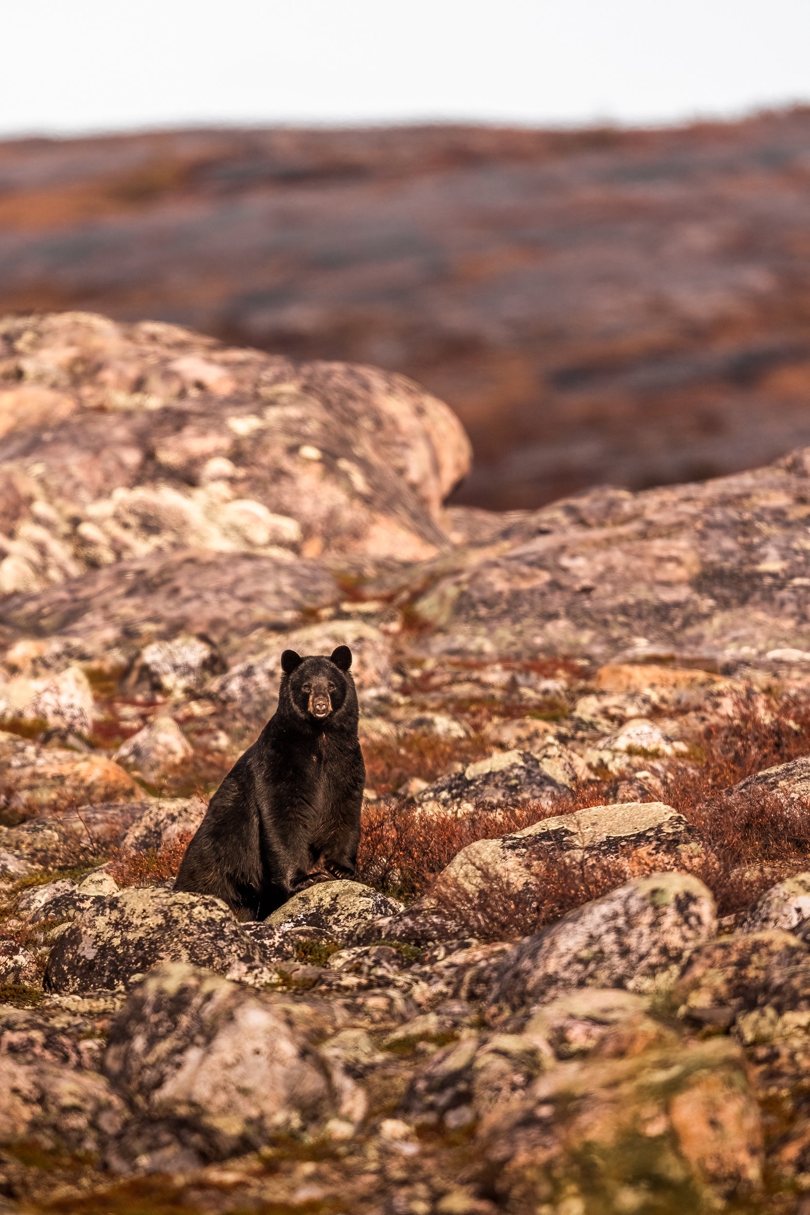 Black Bear 080