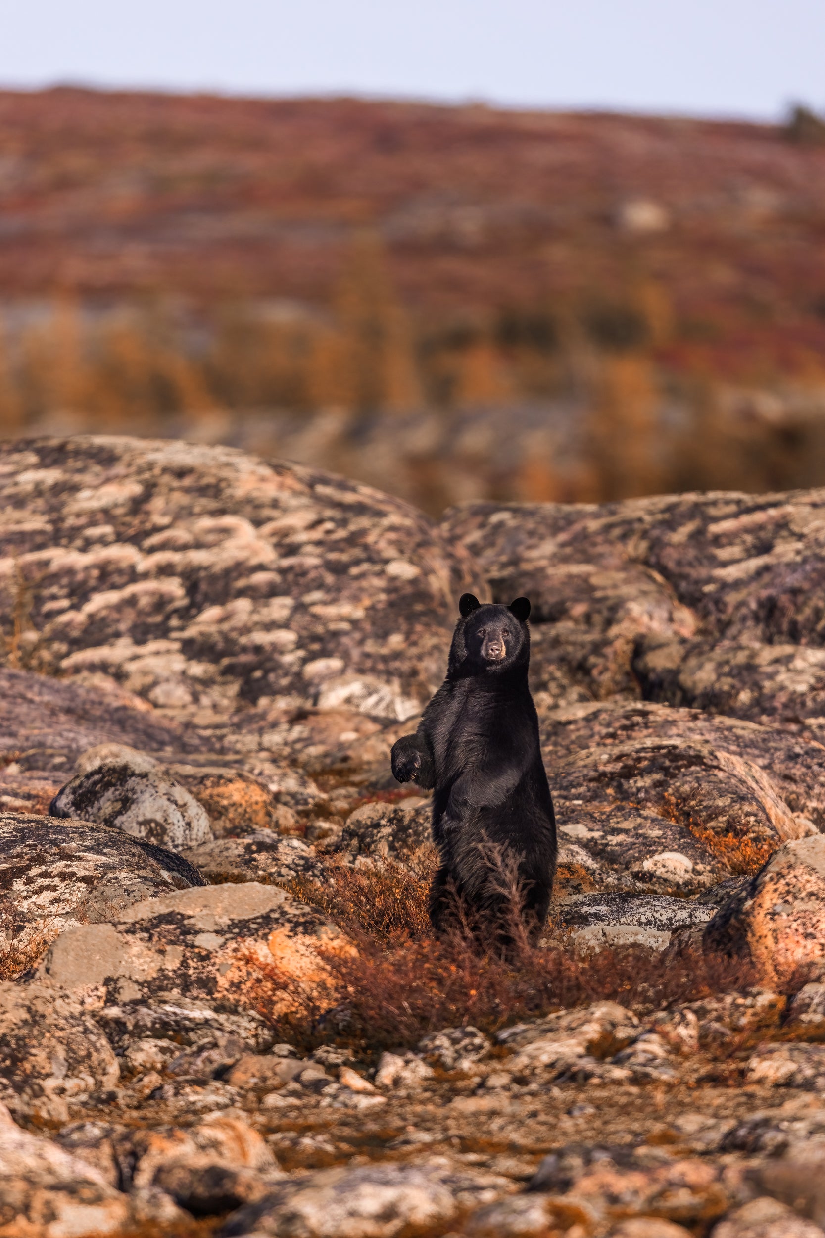 Black Bear 081