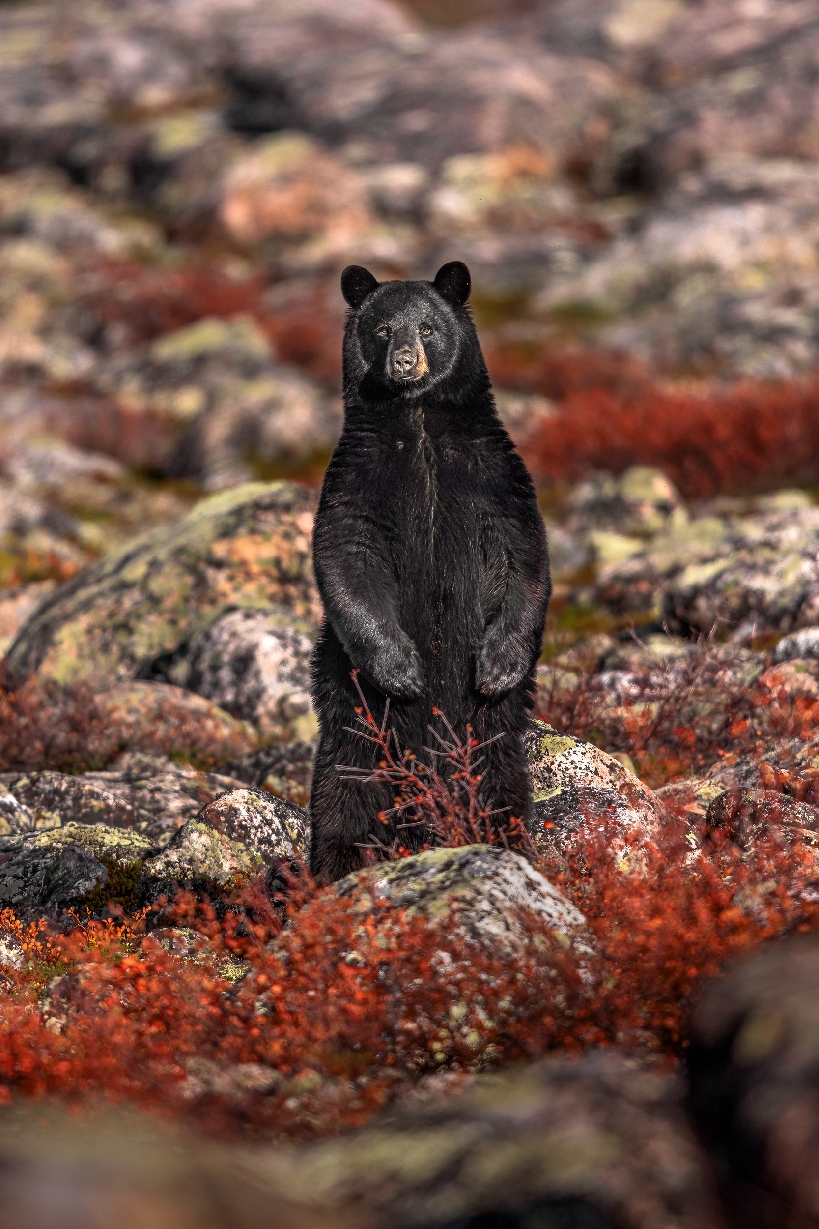 Black Bear 082