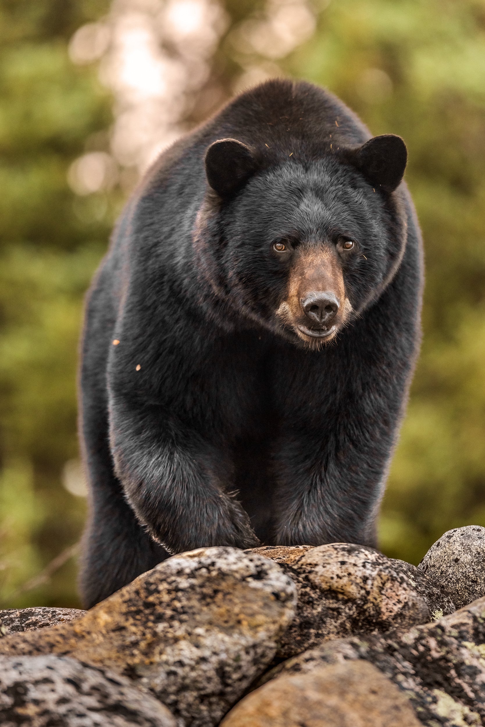 Black Bear 083
