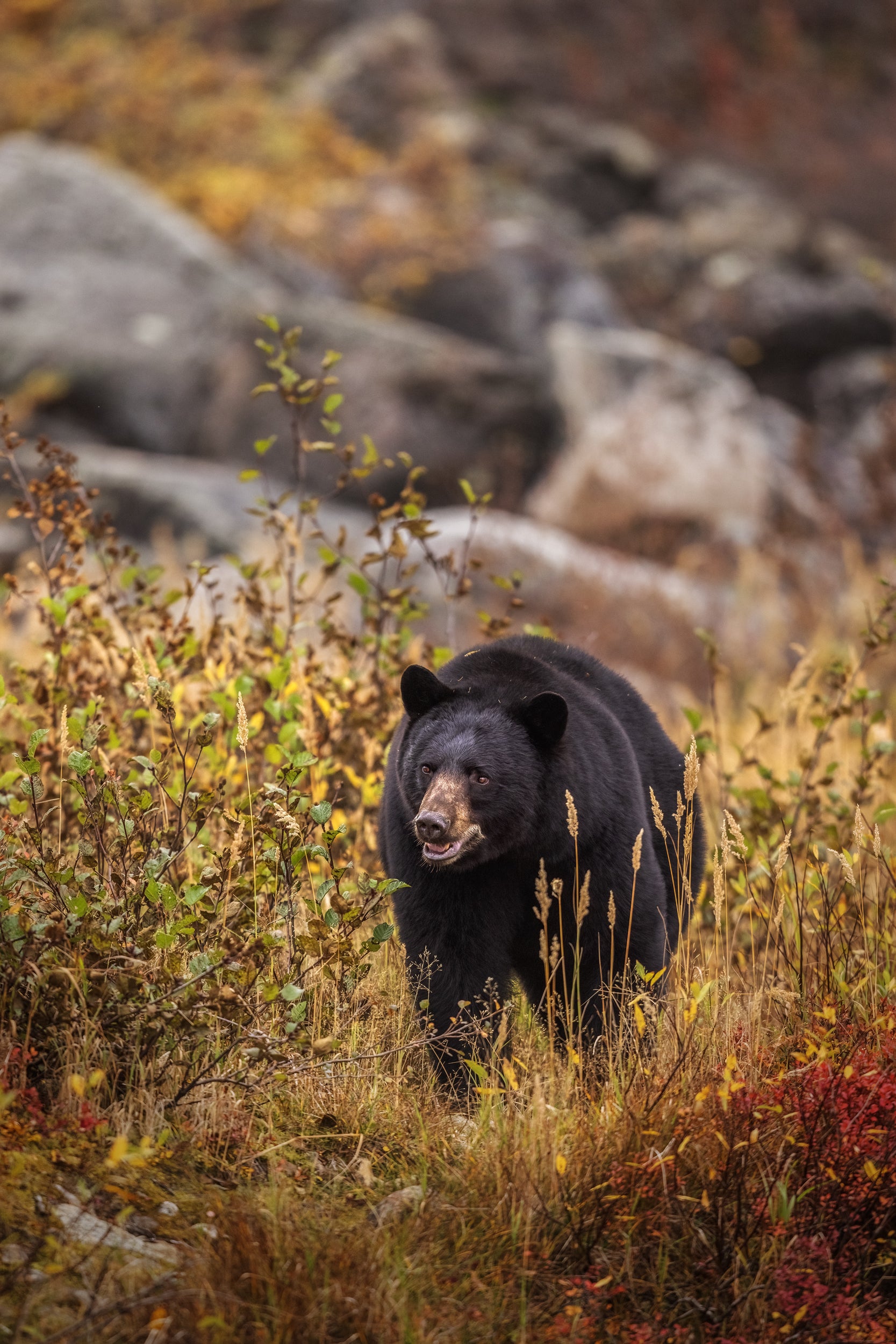 Black Bear 084