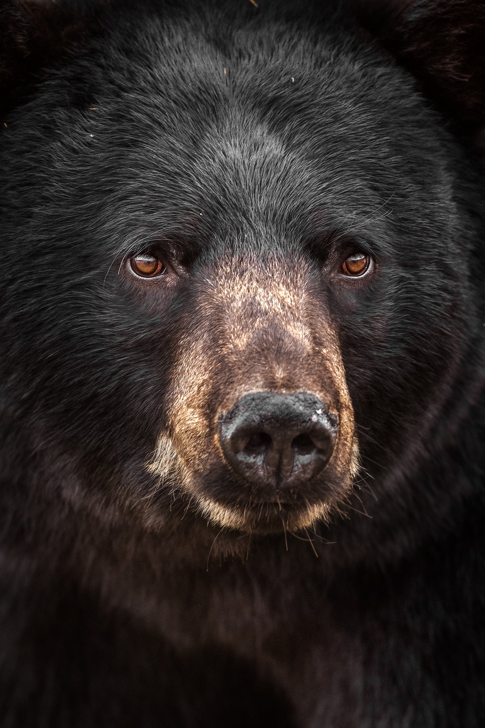 Black Bear 085
