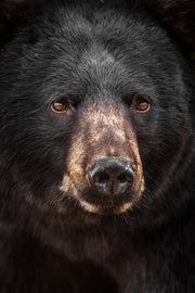 Black Bear 085