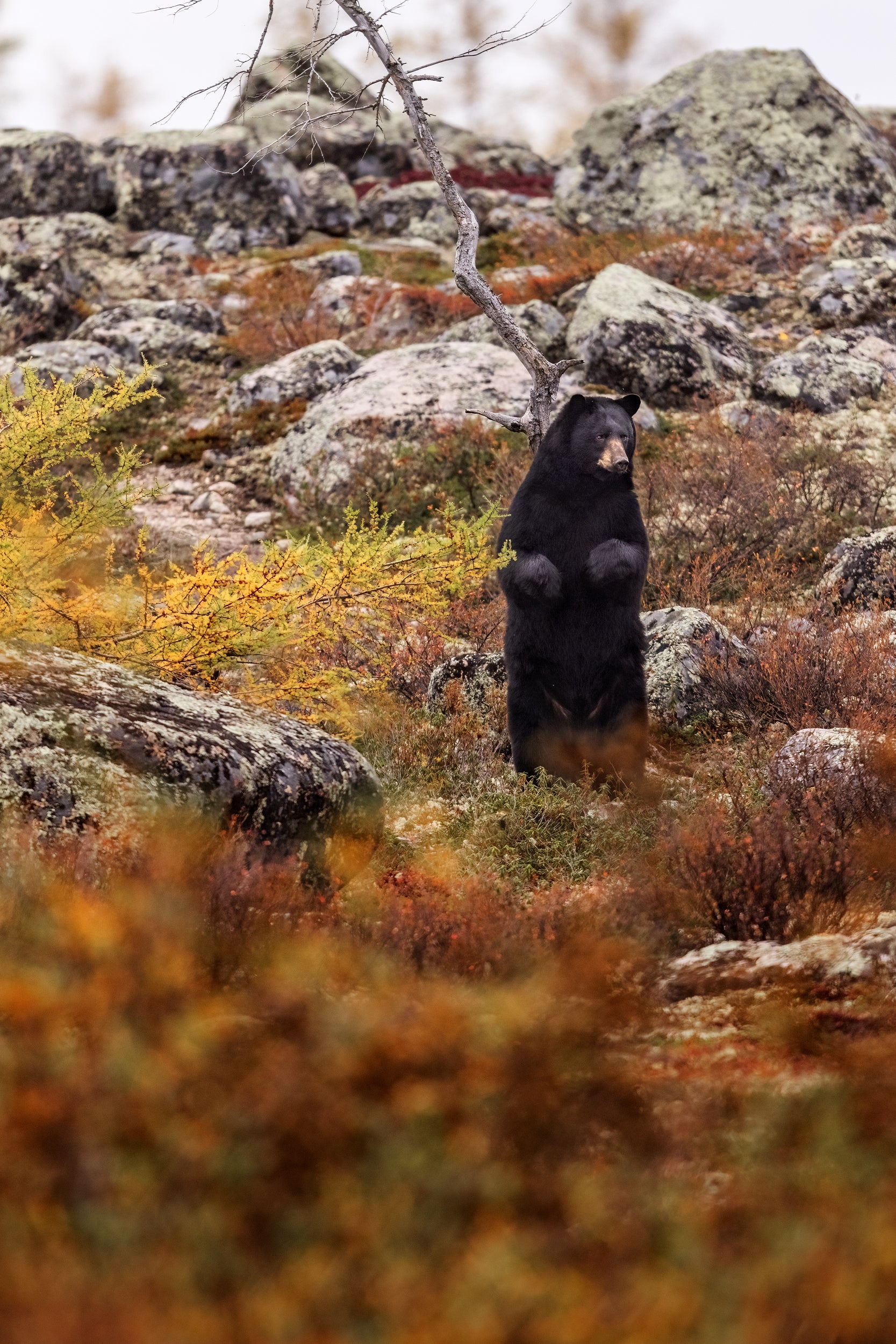 Black Bear 086